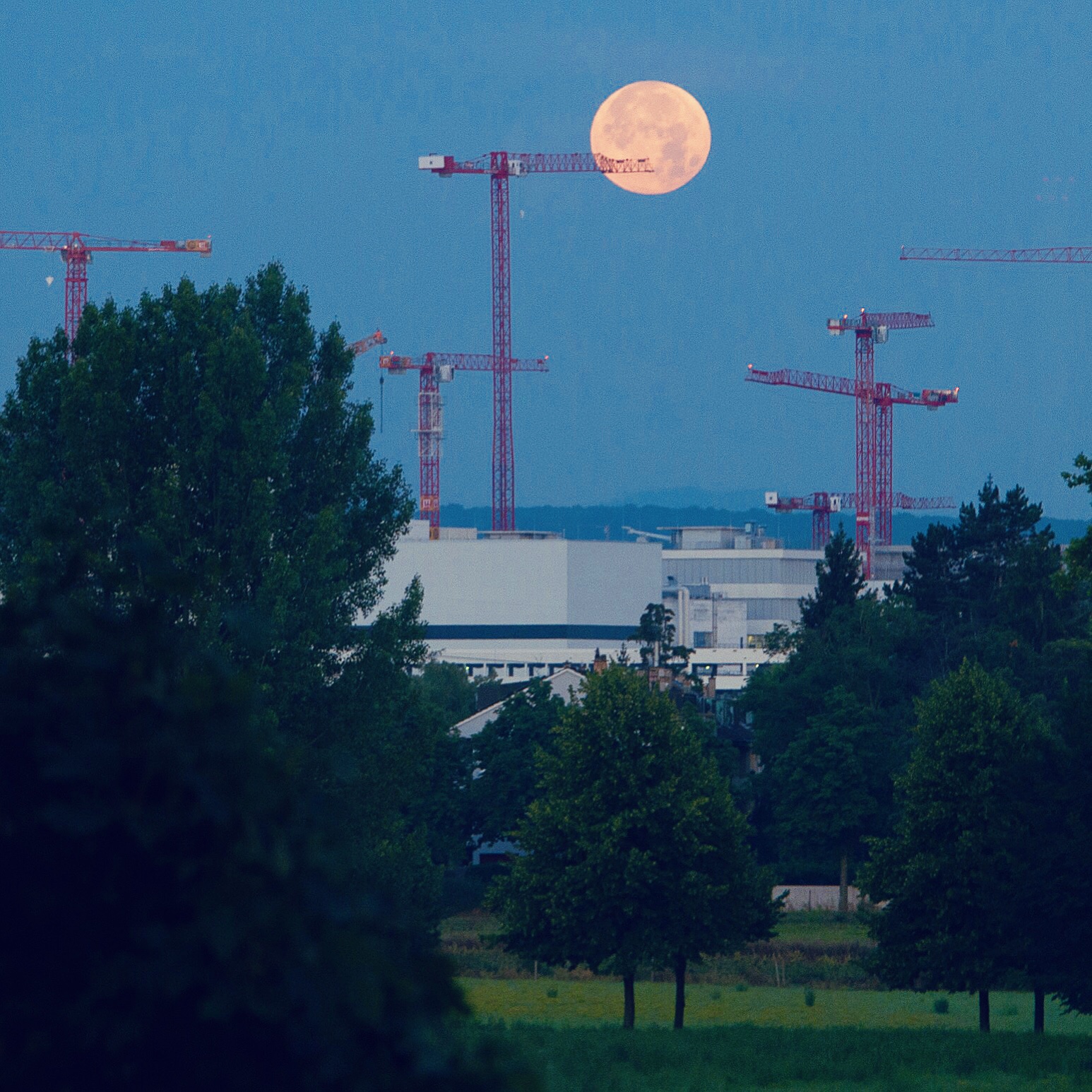 Moon over the crane forest