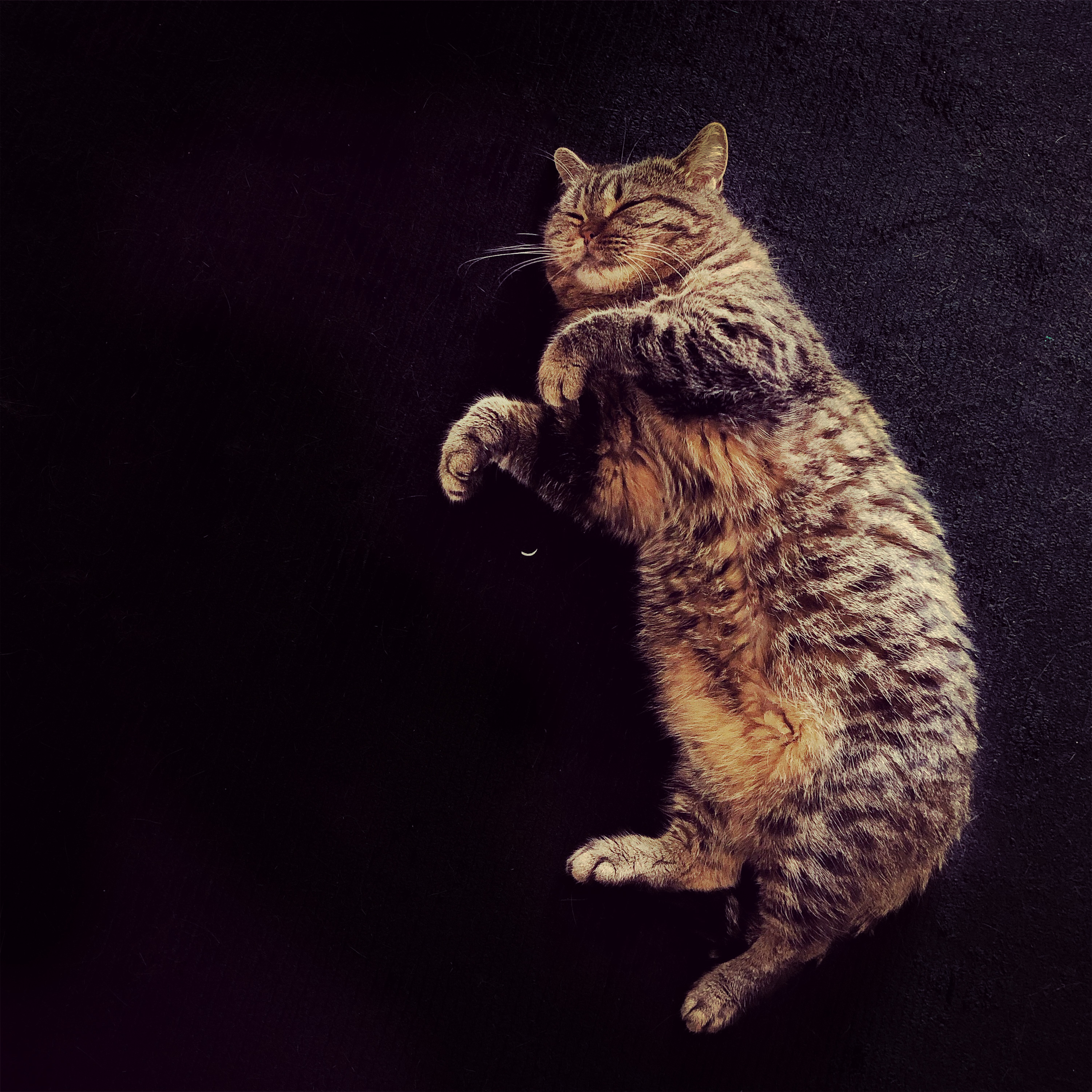 Happy cat on black carpet