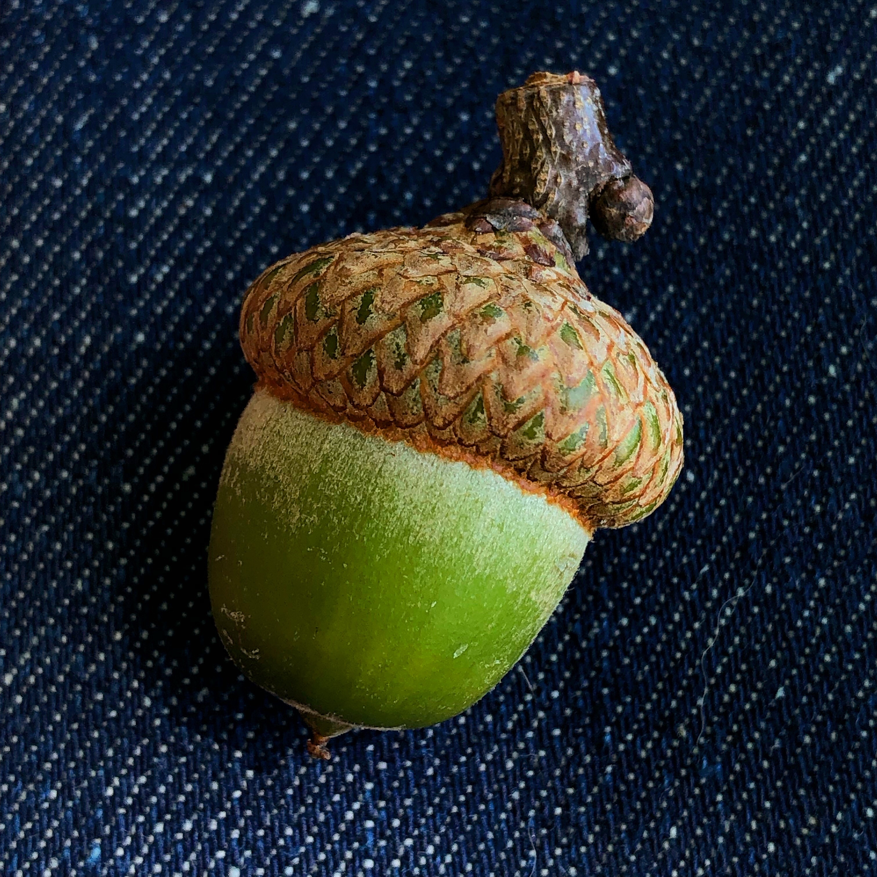 The acorn