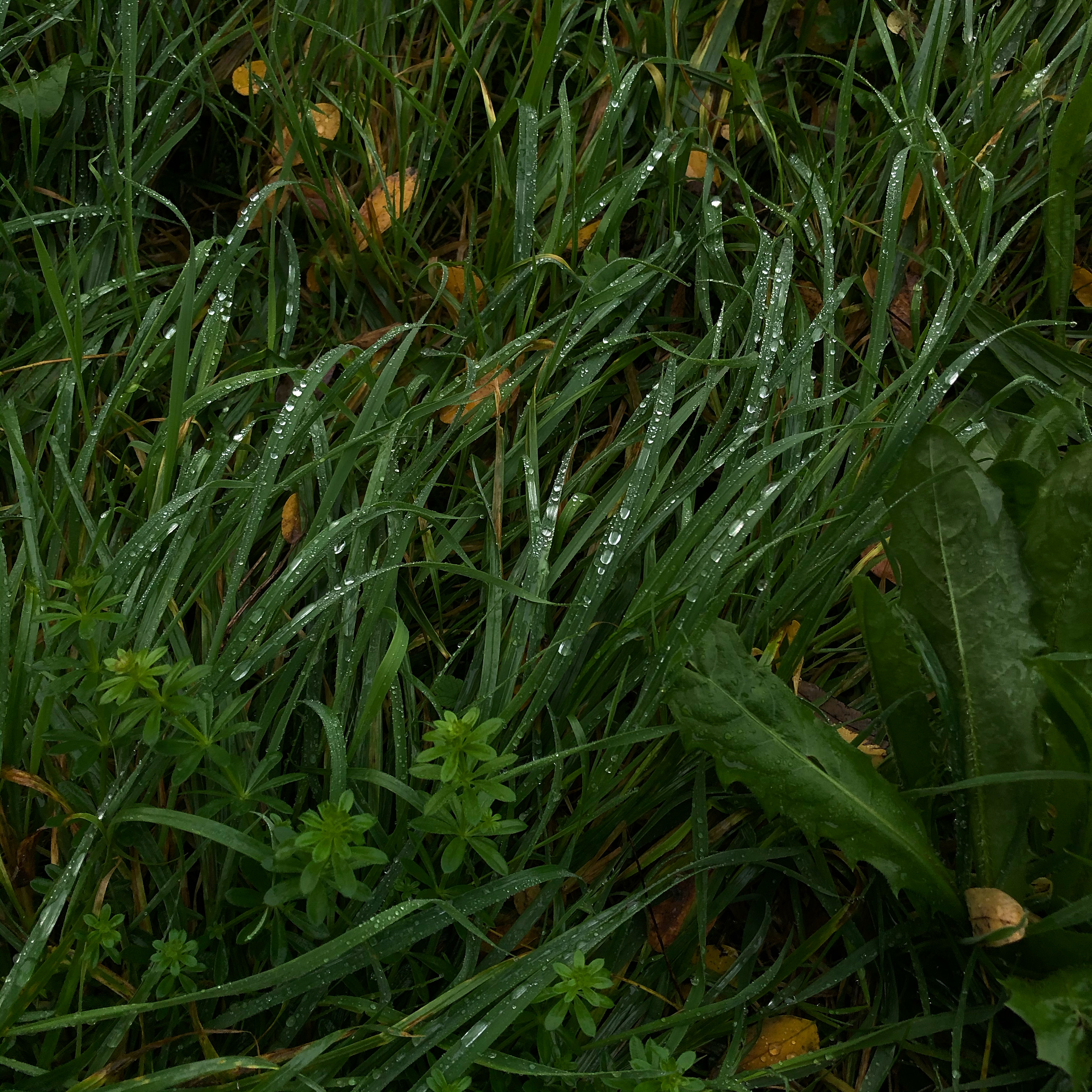 Autumn grass