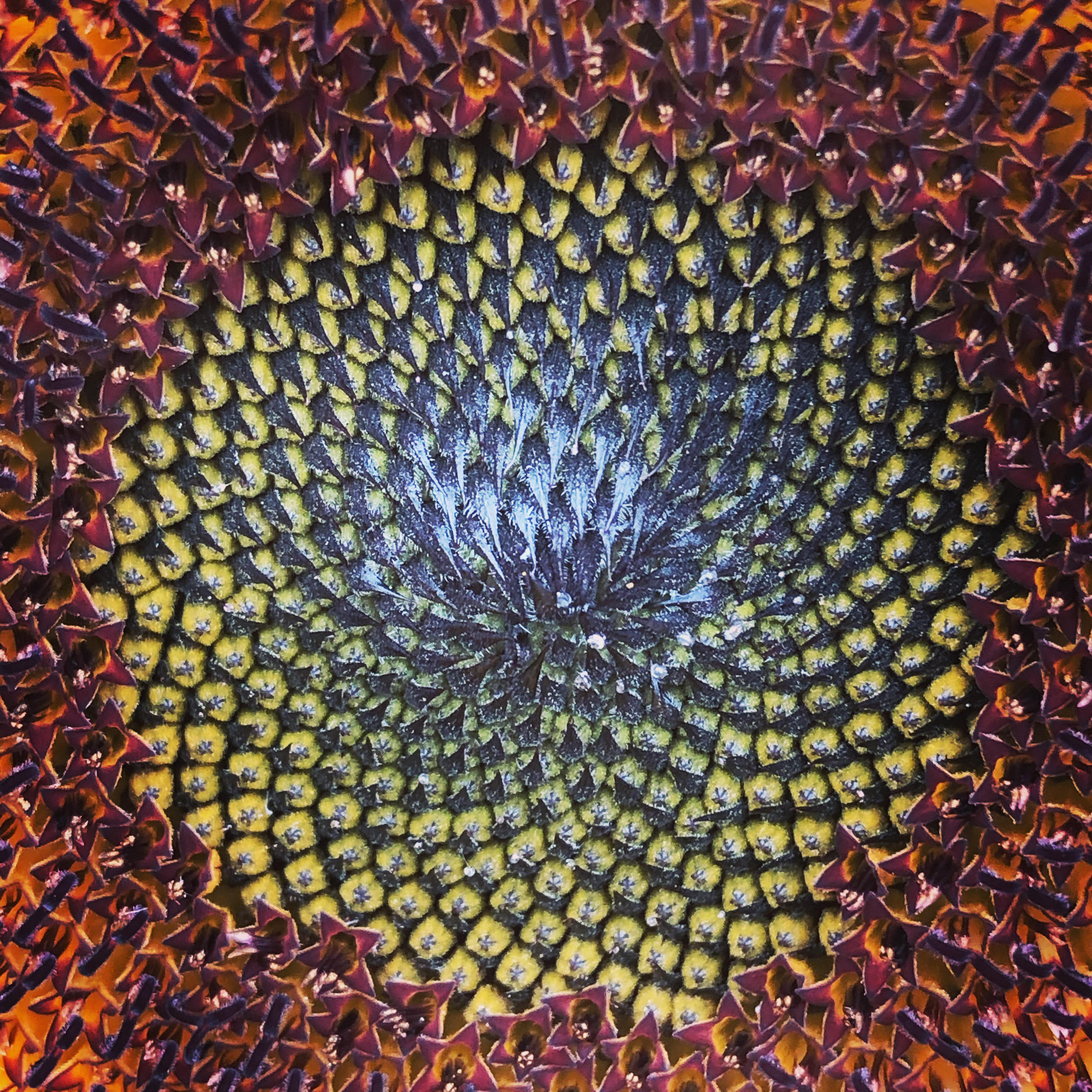 Sunflowers eye