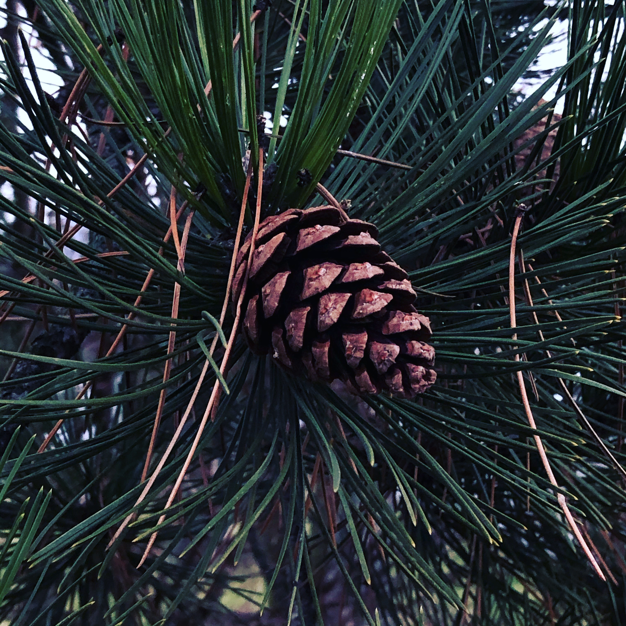 The pine cone
