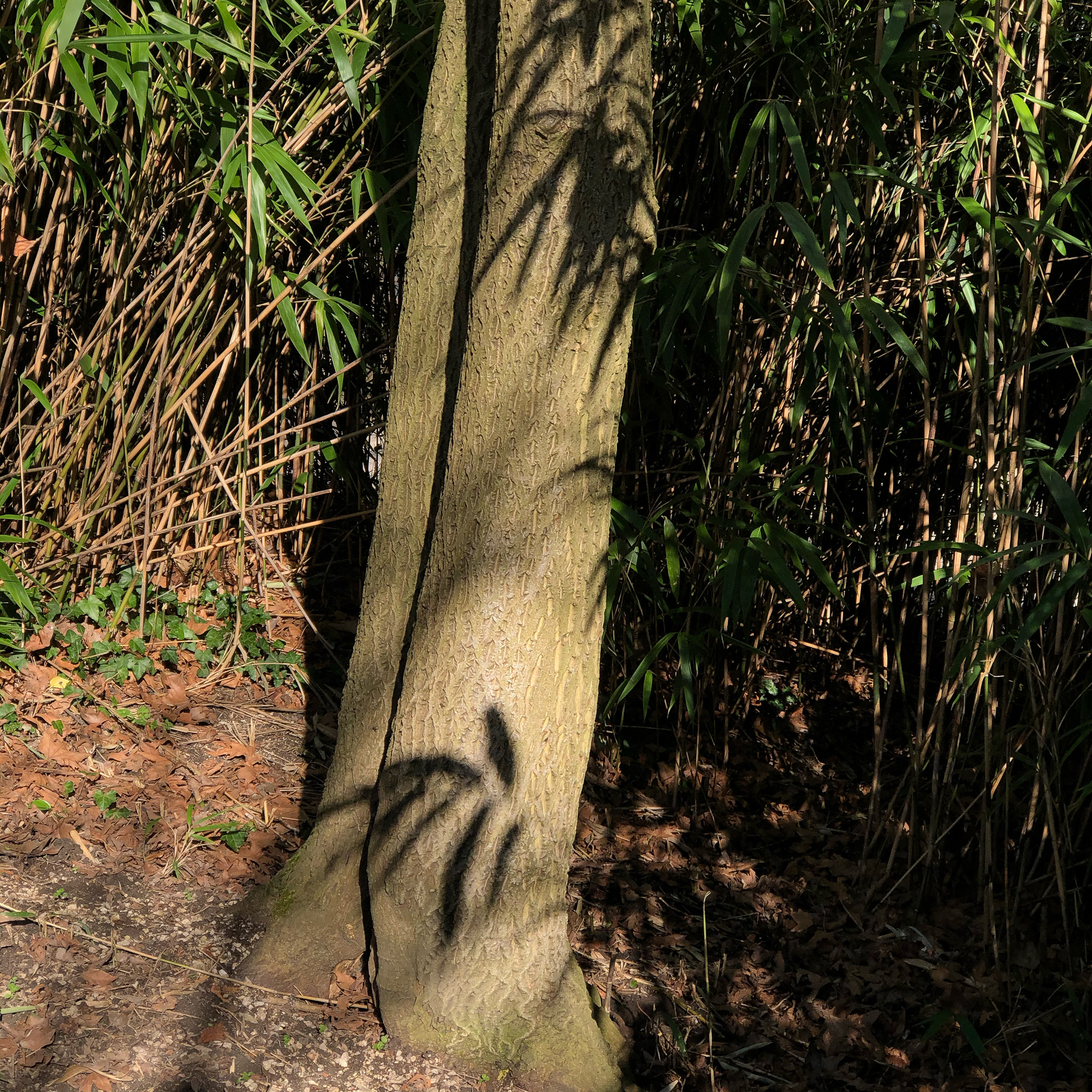 The Bamboo Shadow