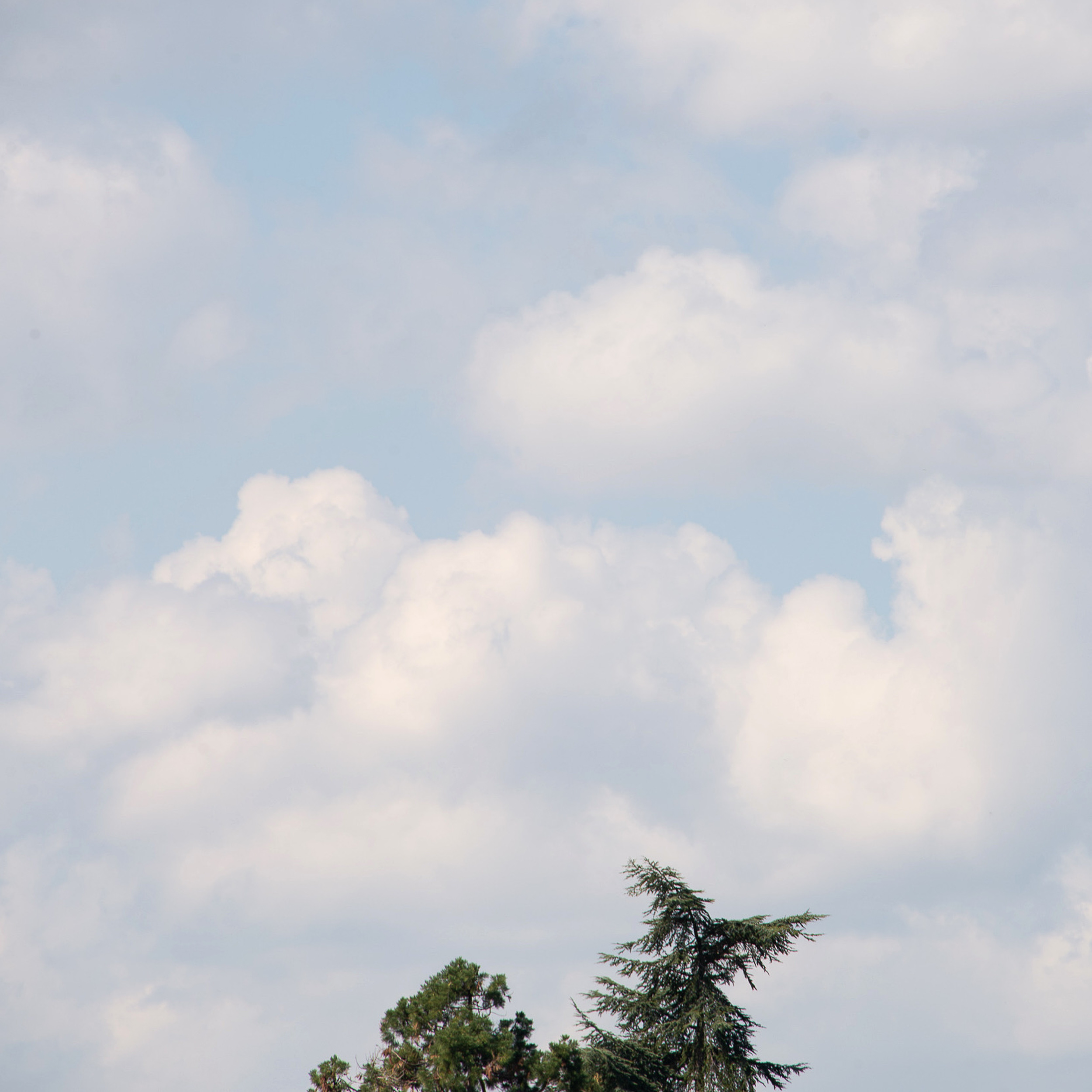 Treetops and clouds