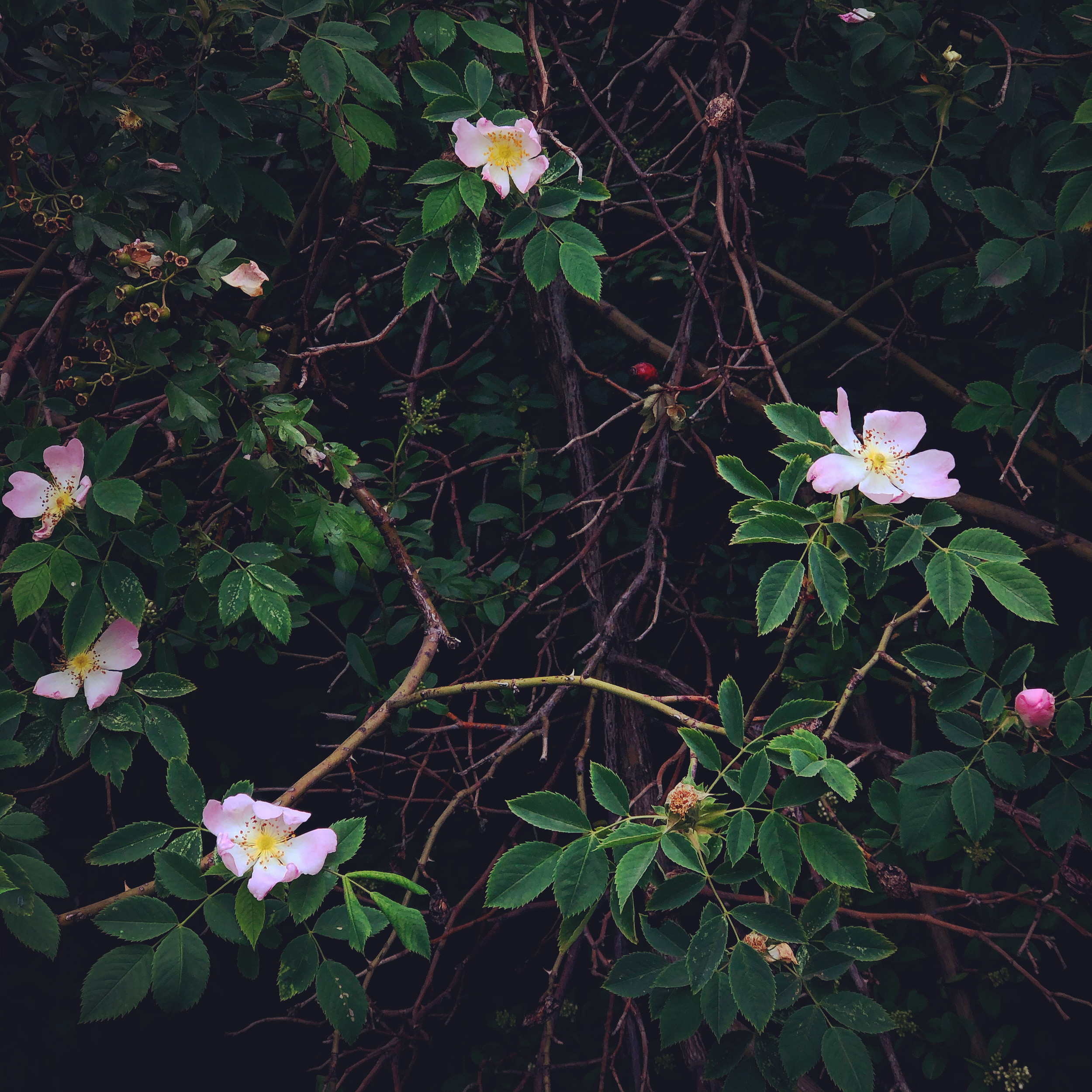 Flowering grove