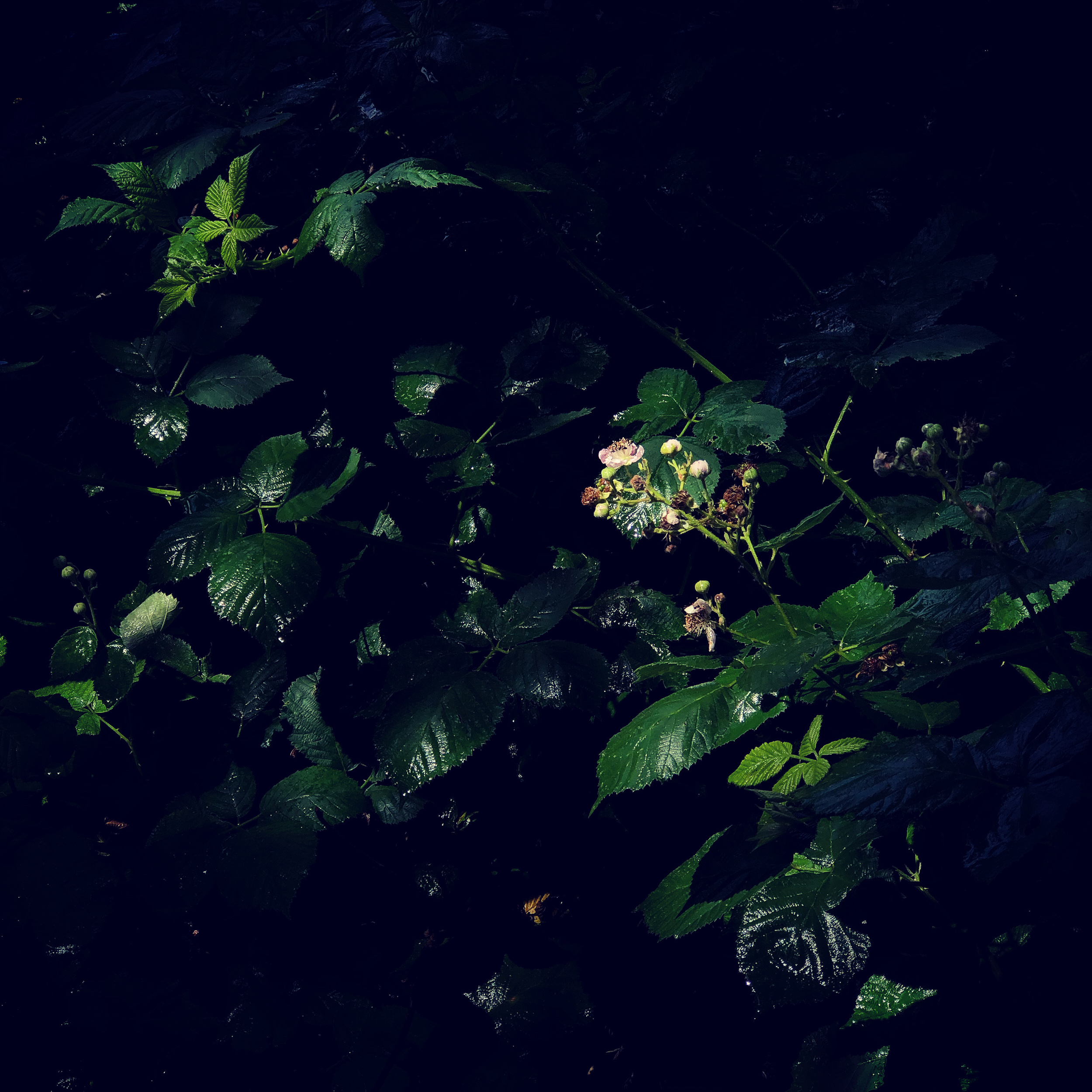 Blackberries in rainy shade