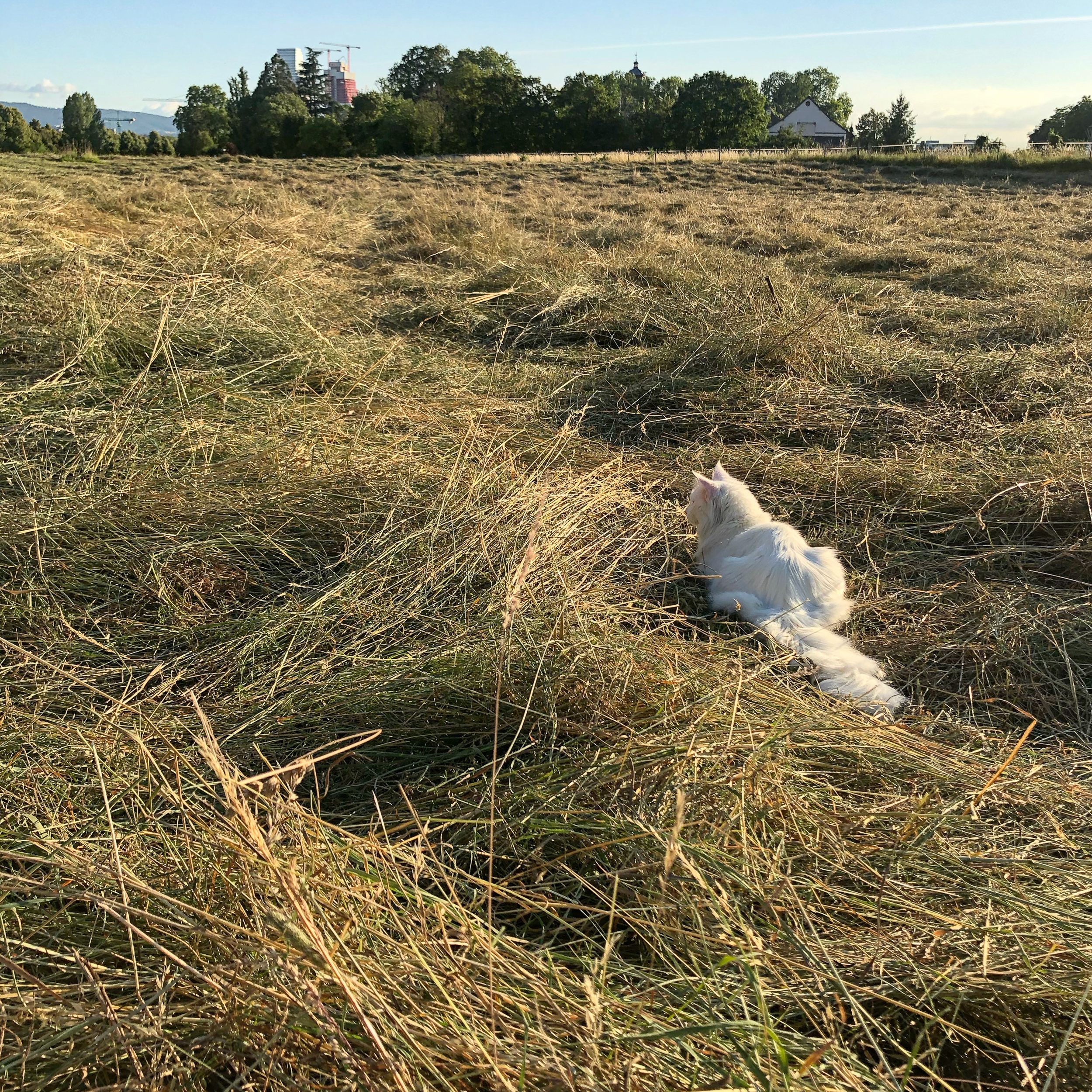 Foray into fresh hay