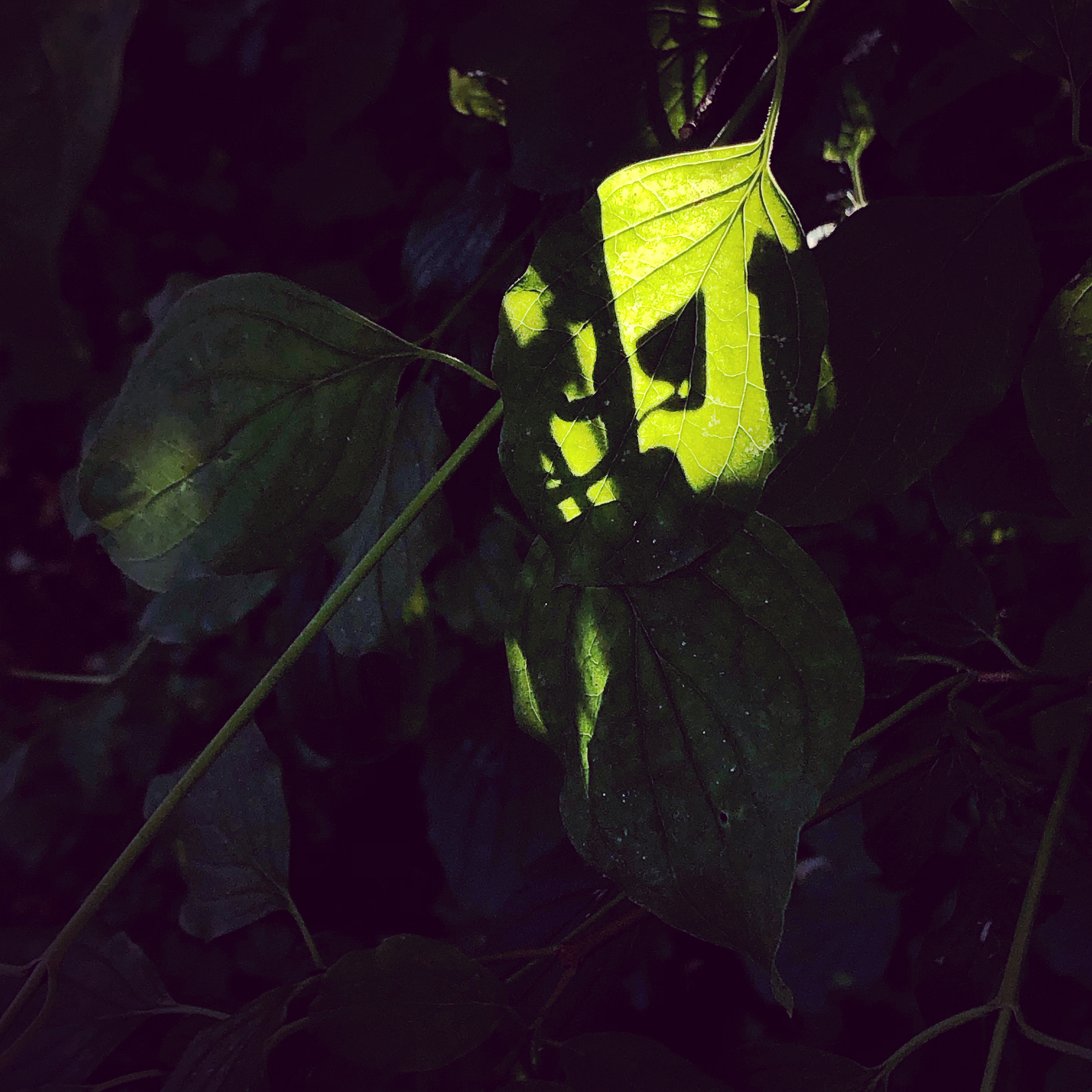 Translucent leaf