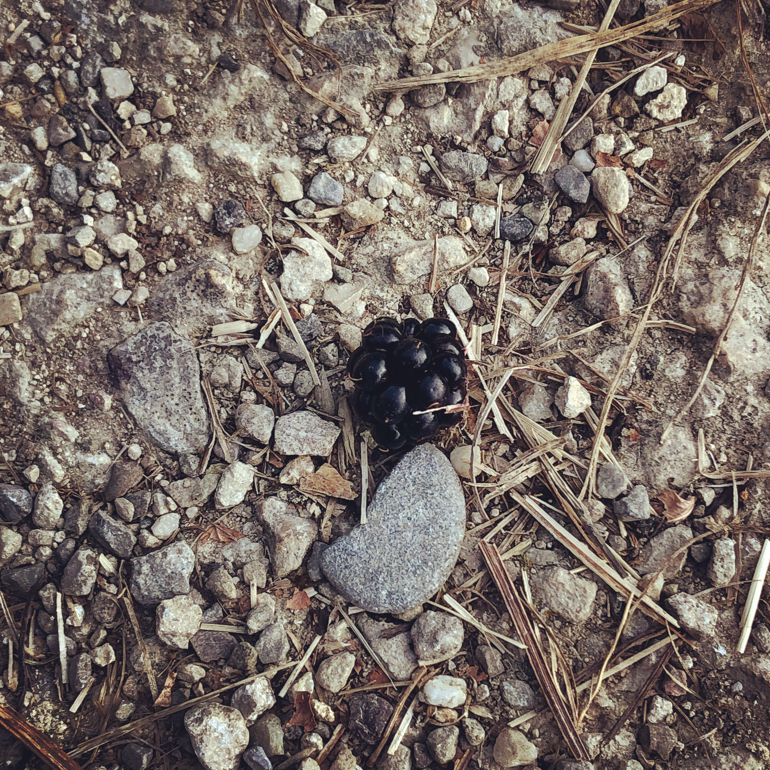 Balanced blackberry