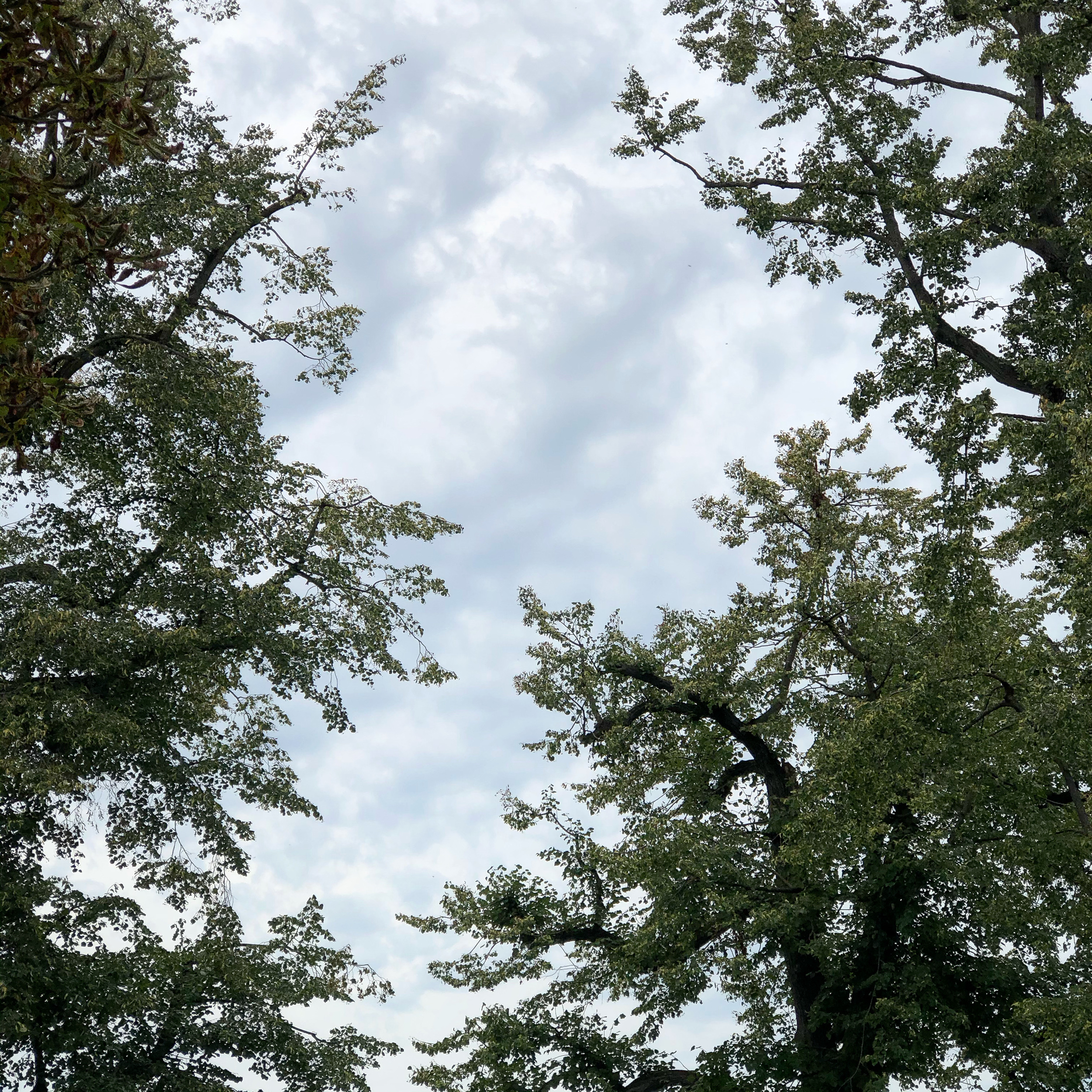 Tree clouds