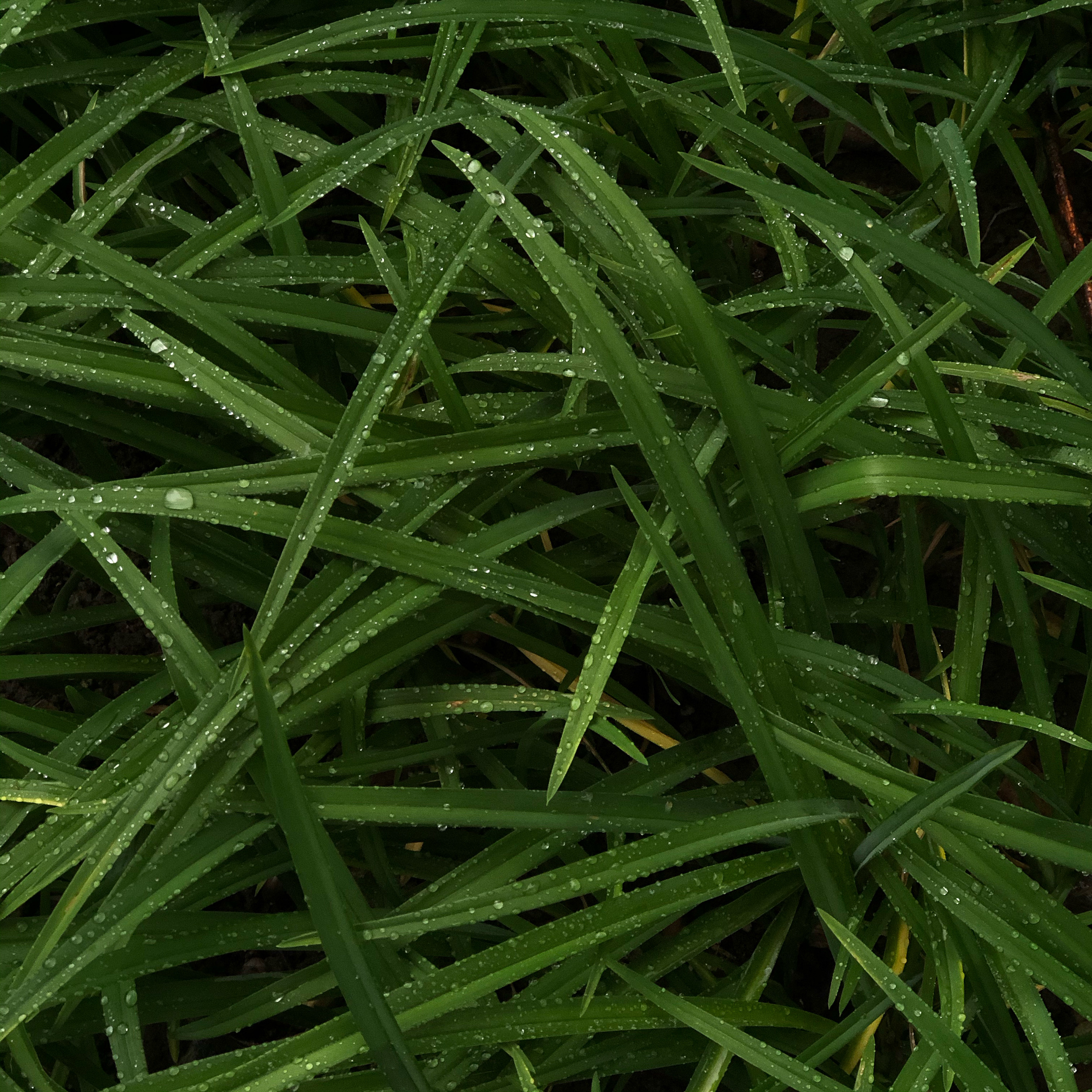 Wet grass