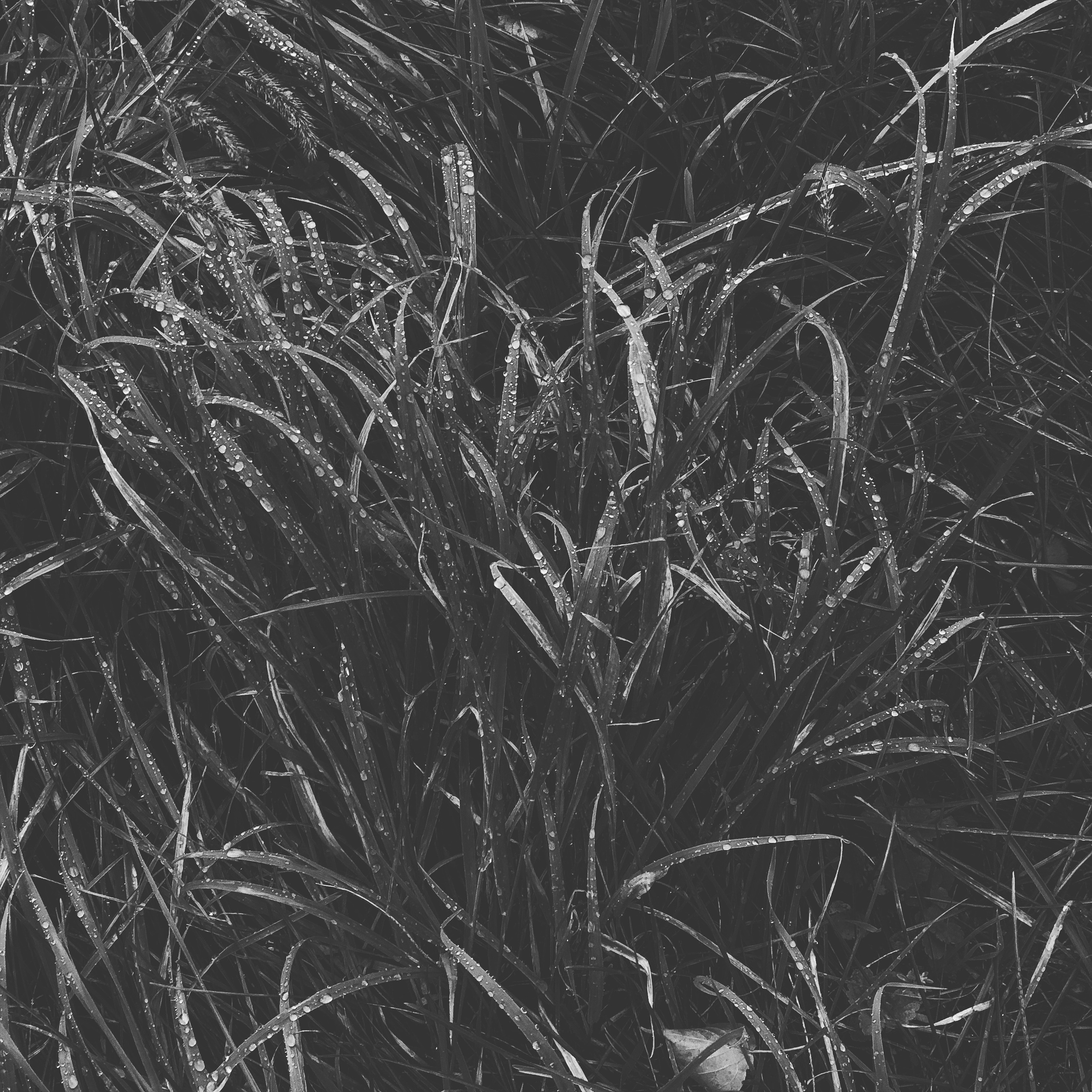 Silver wet grass