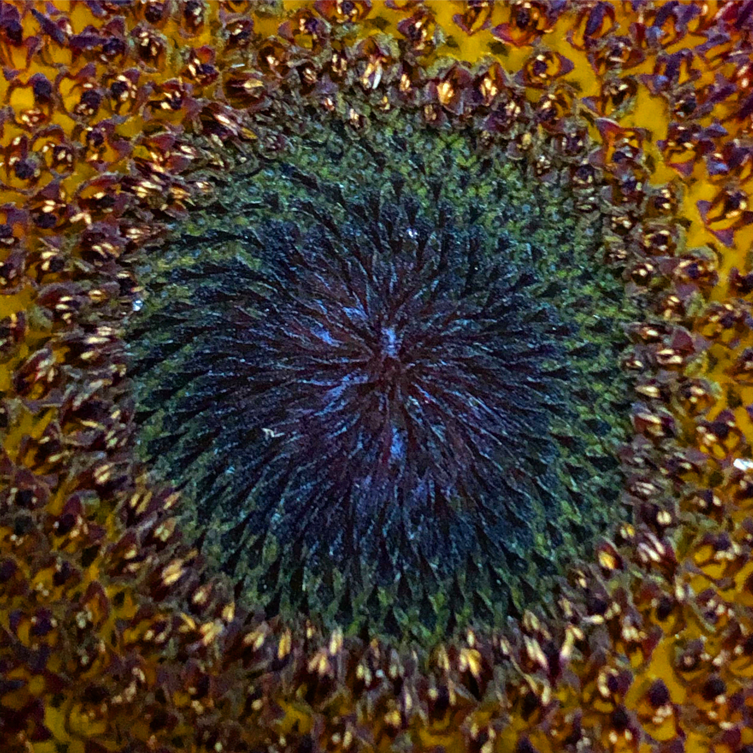 Peacock wheel of a sunflower