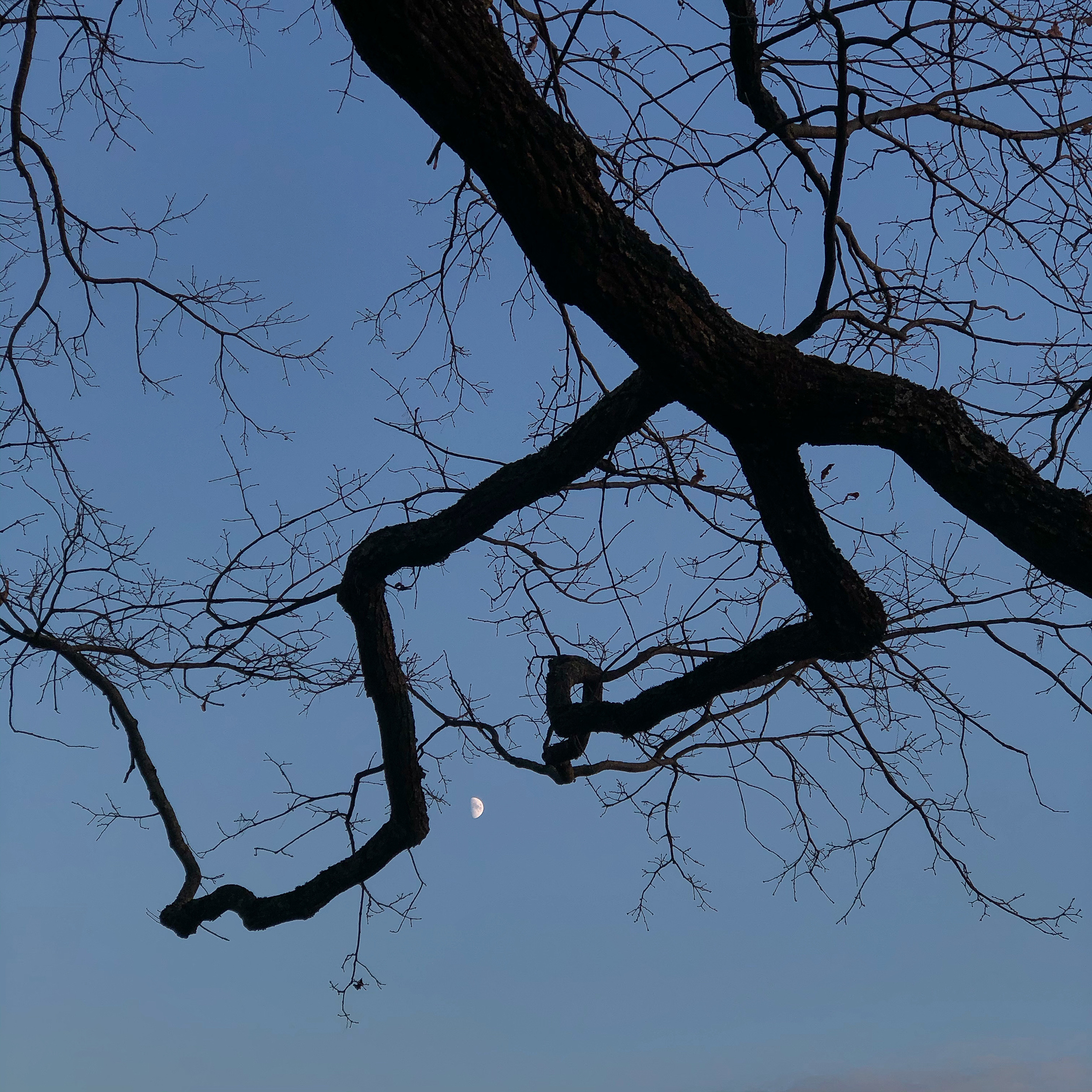 Moon branch