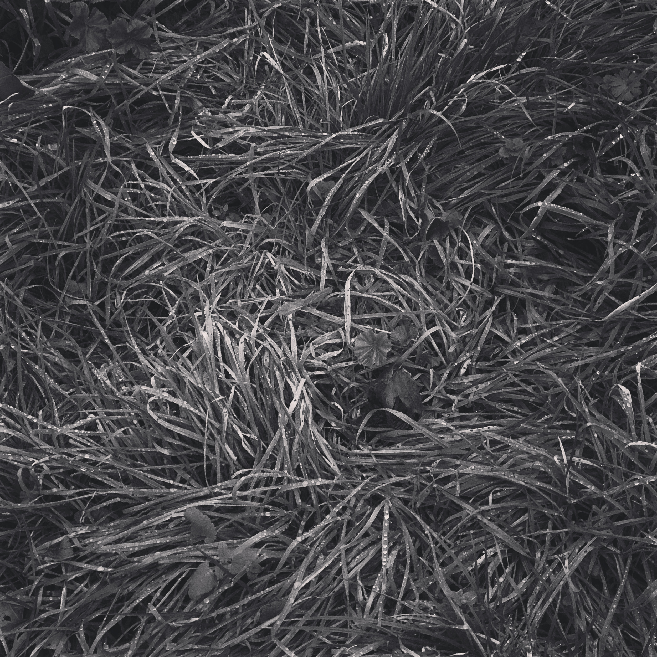 The structure of grass