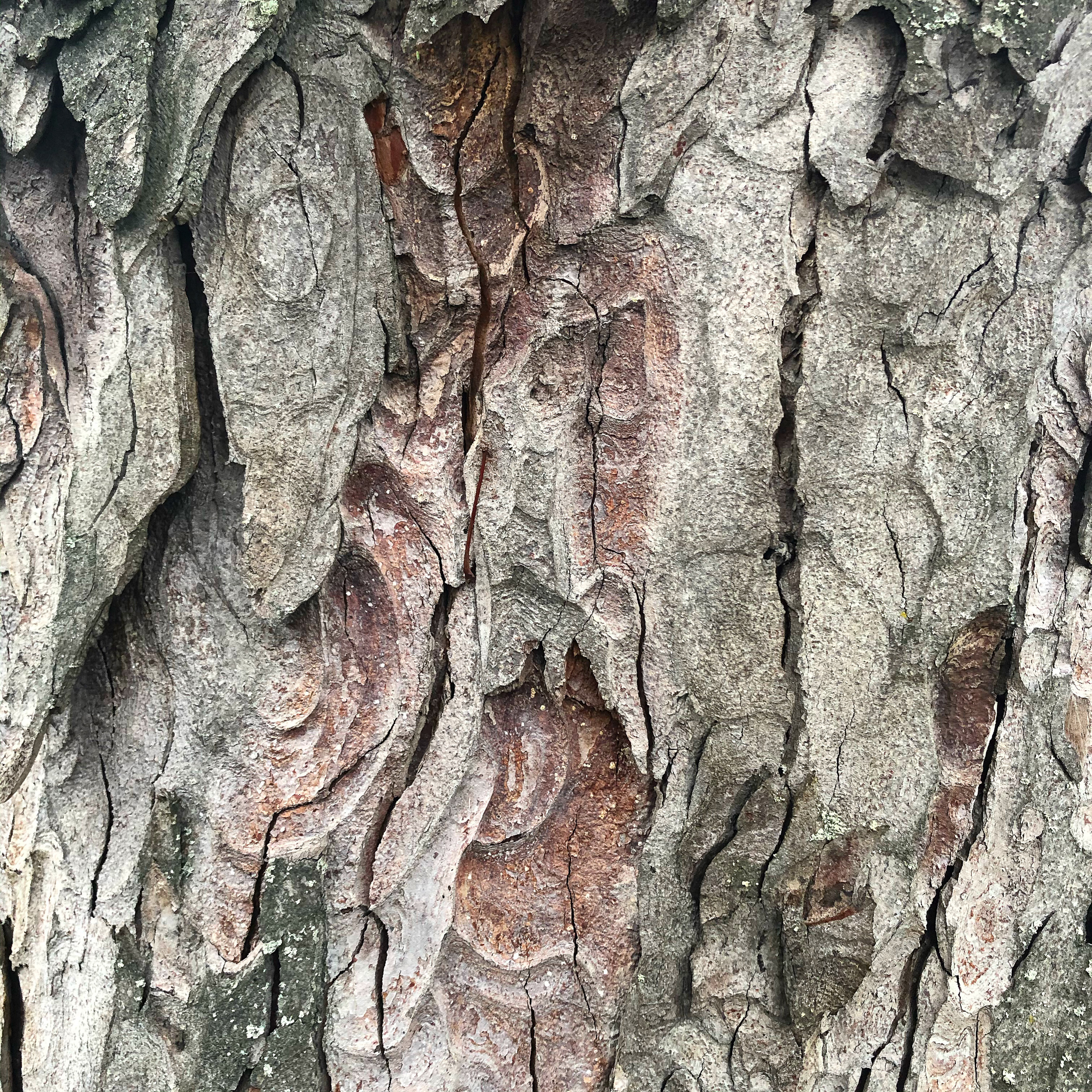 The colours of a bark