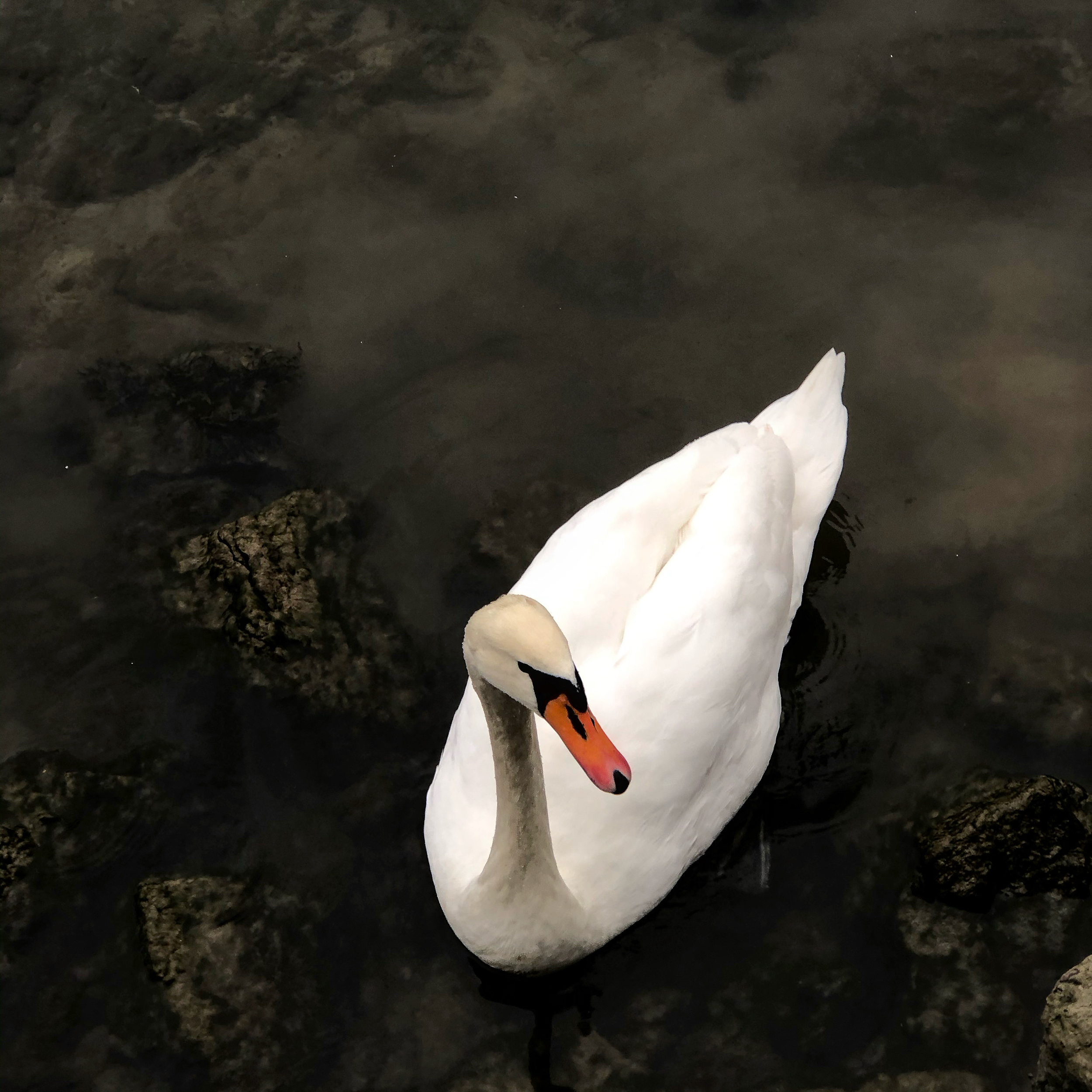 Floating swan