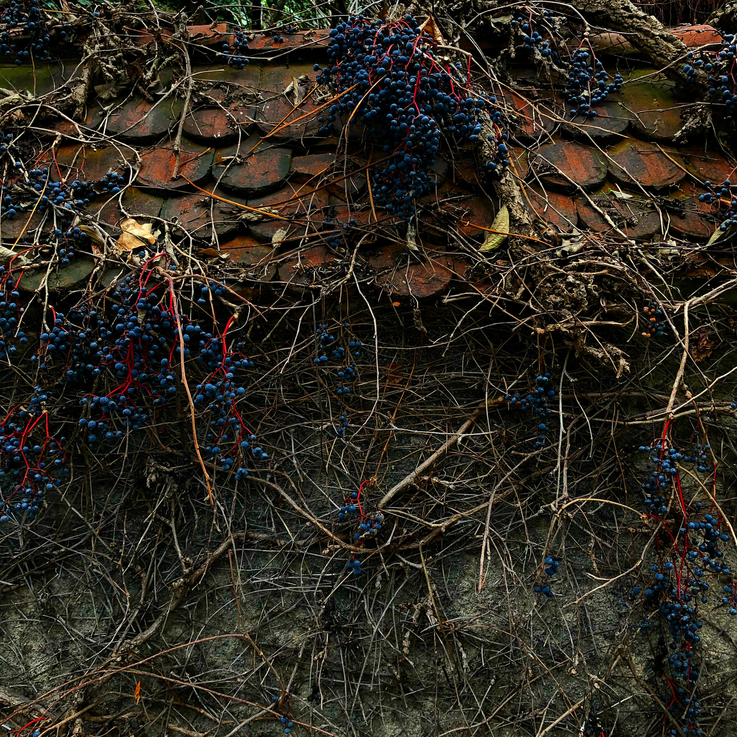 Wall of blue berries