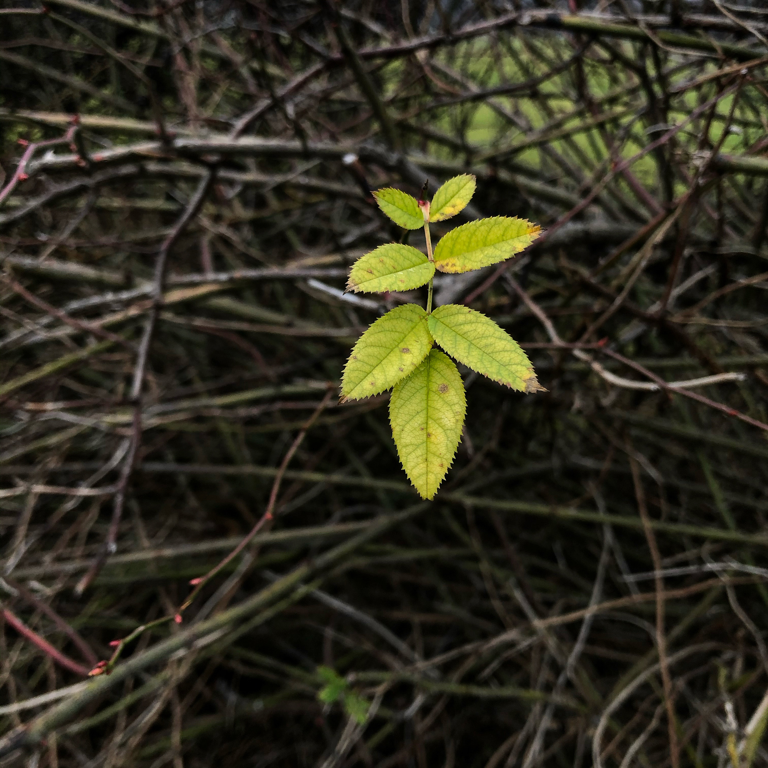 Remaining leaves