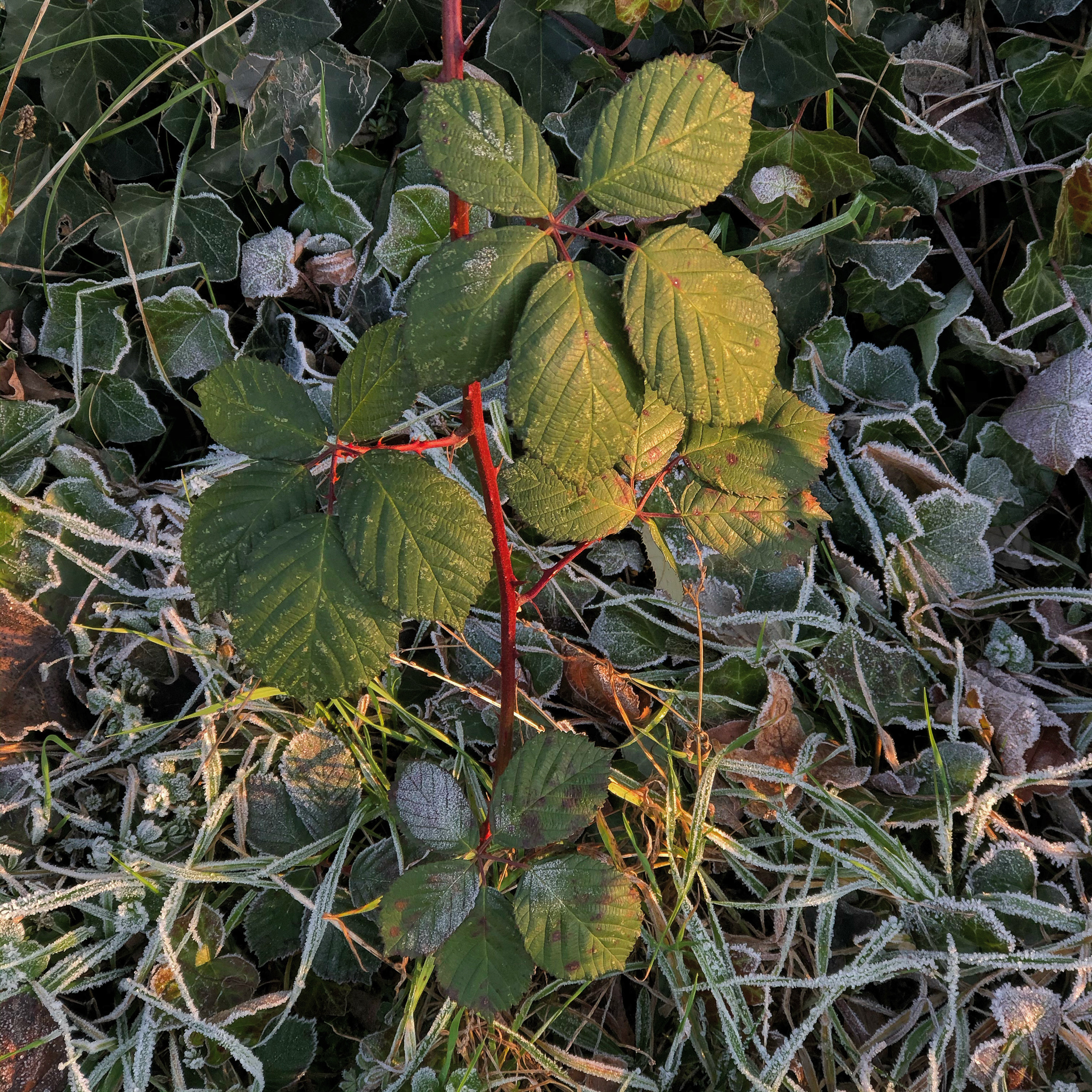 On the edge of frost