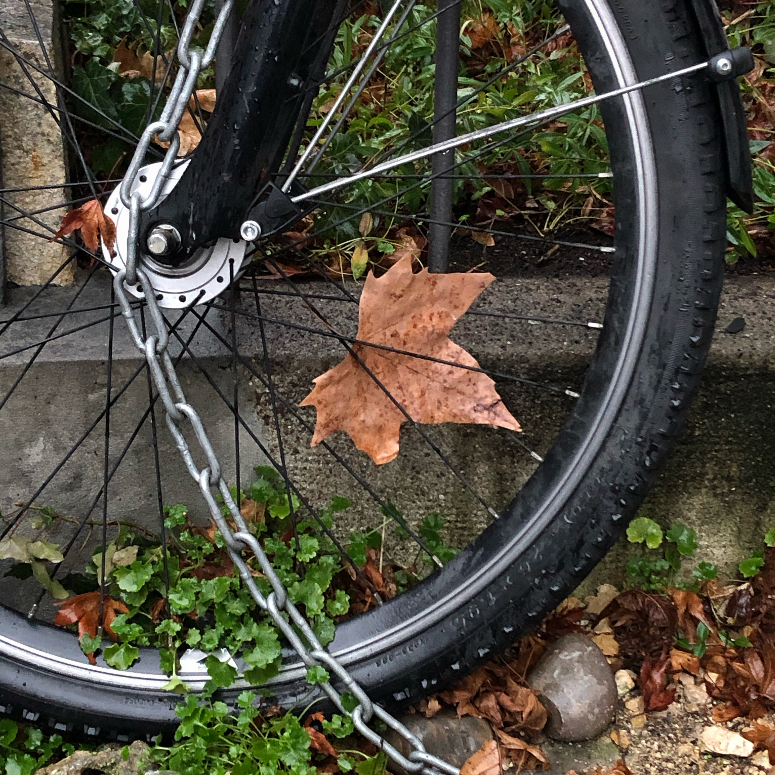 Bike, chain, leaves, and stone