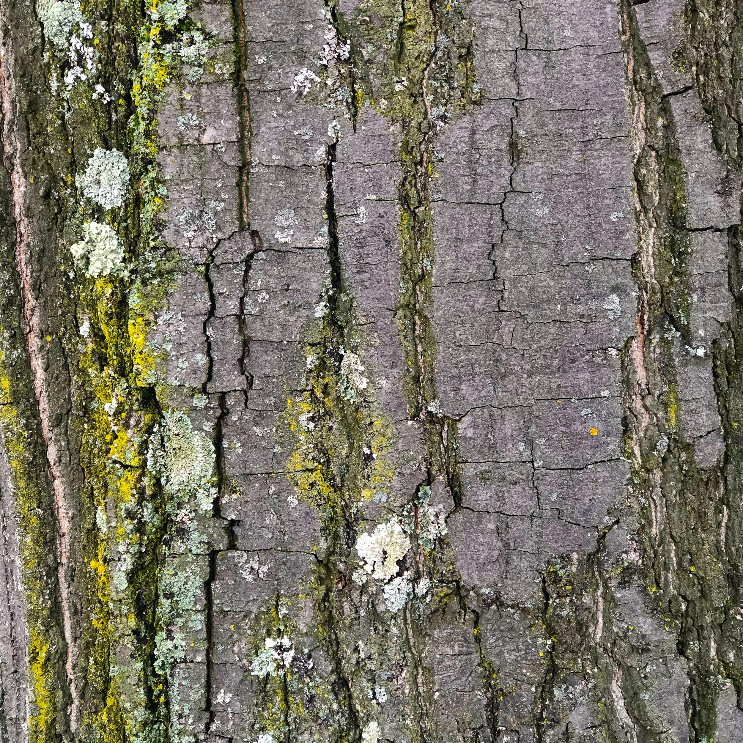 Bark’s structure