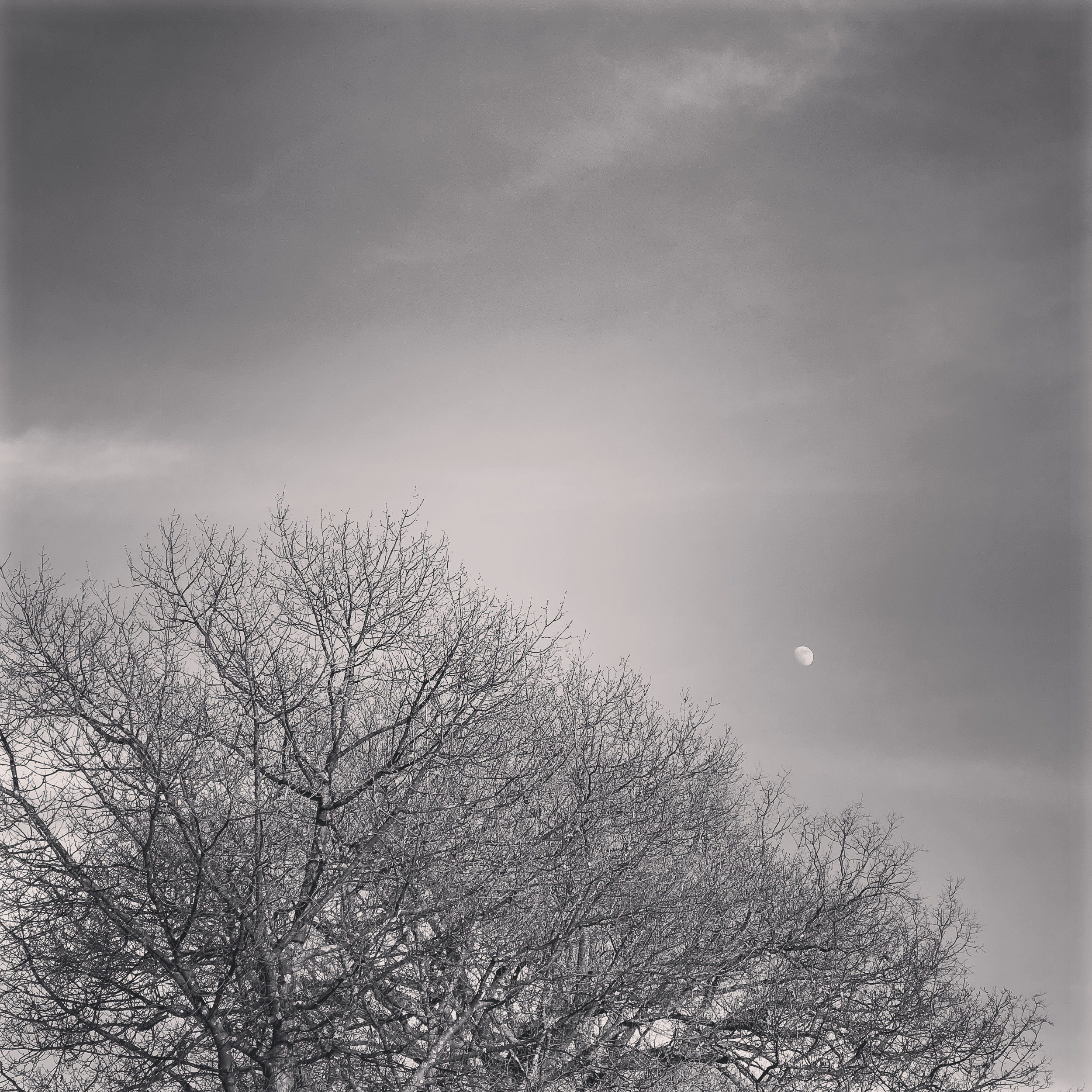 Moon over treetops