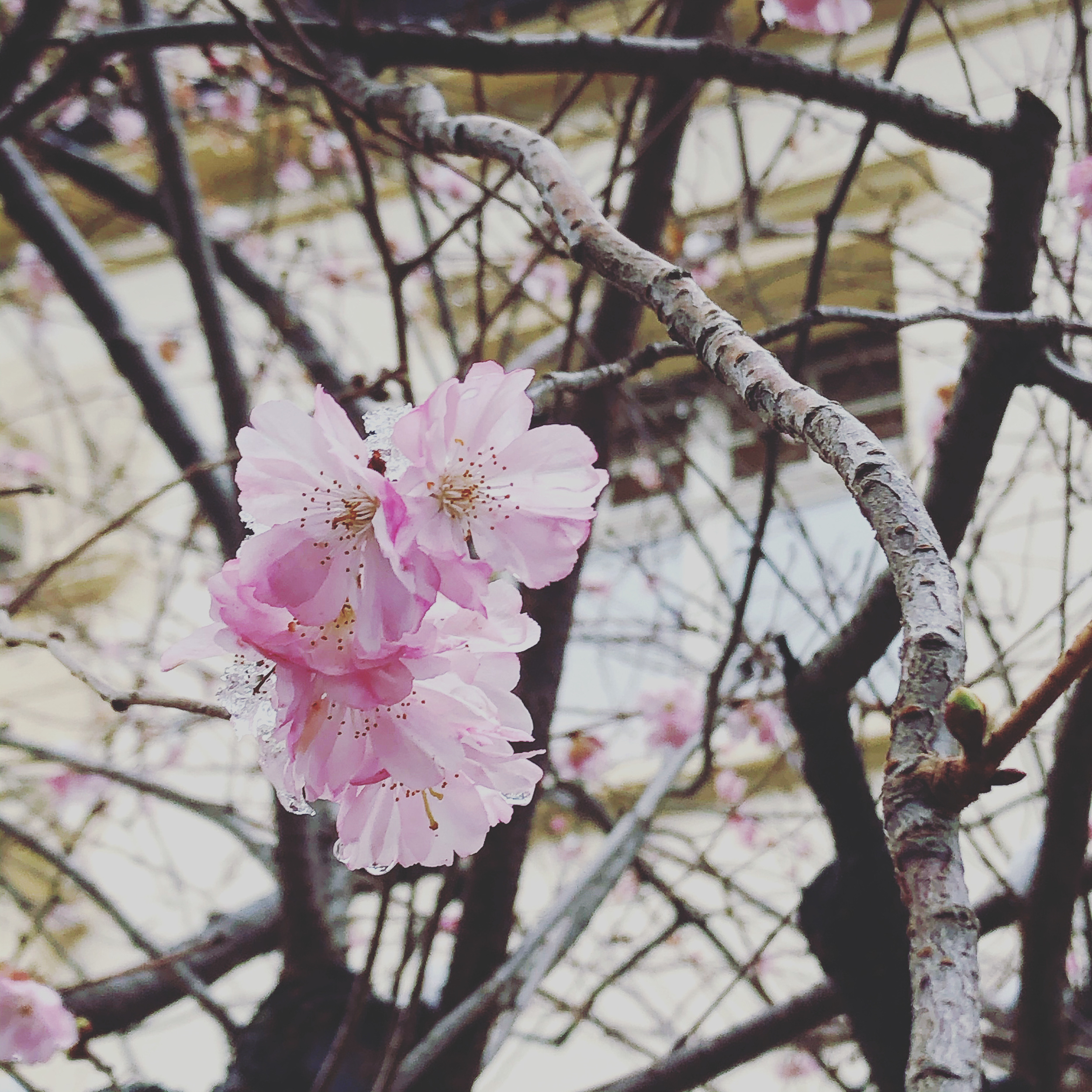 Early blossoms