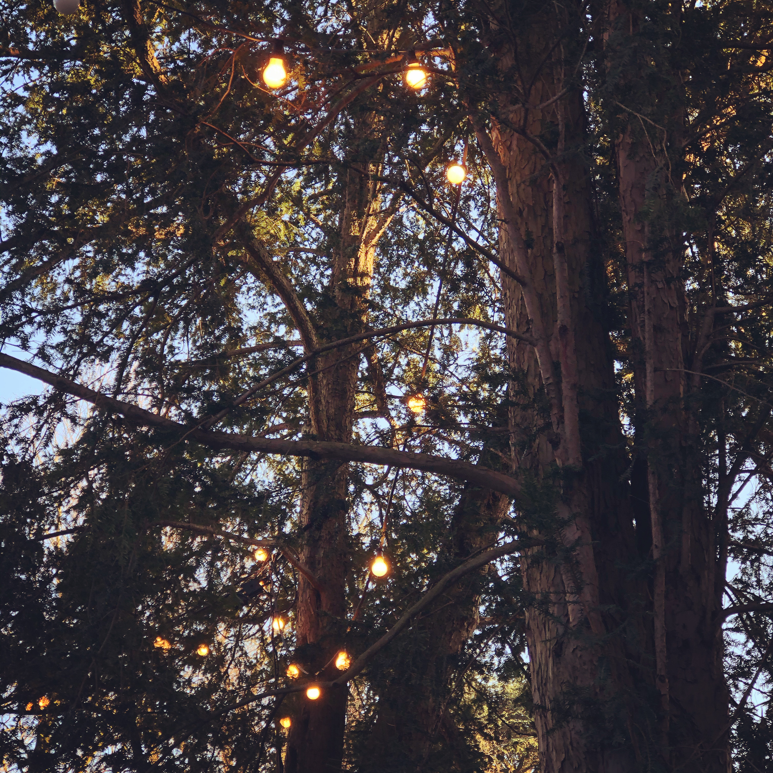 Lights in trees