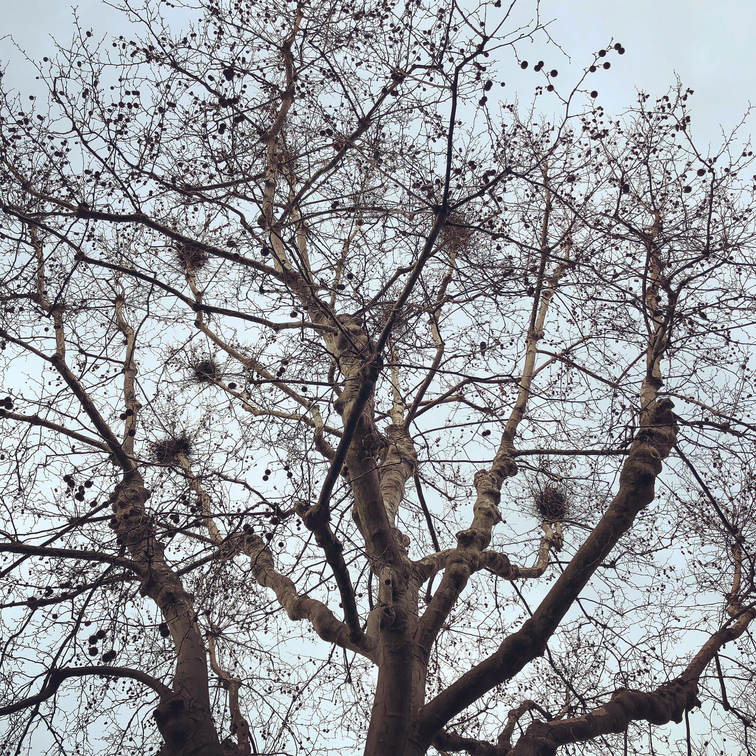 Bird’s nests