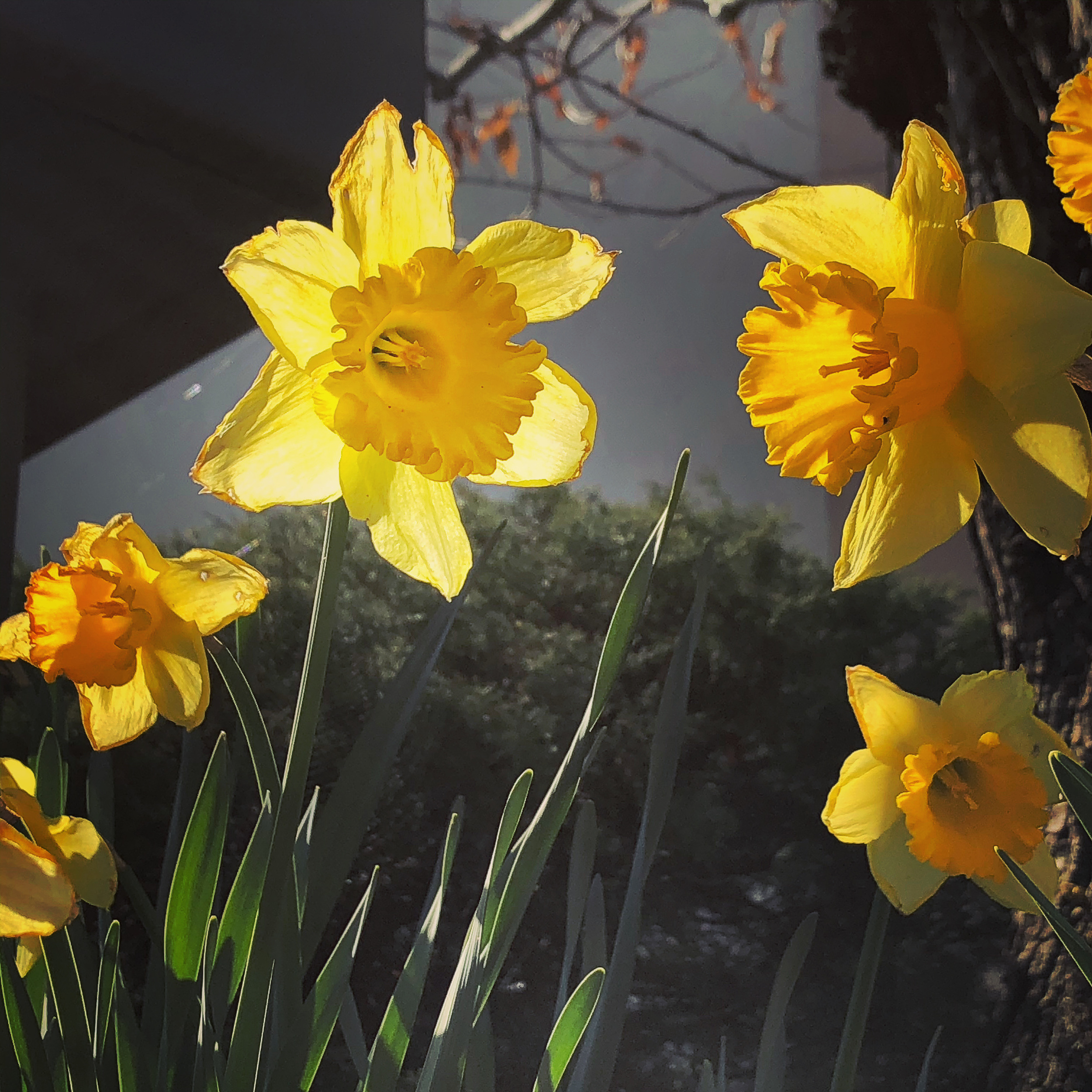 Radiant daffodils