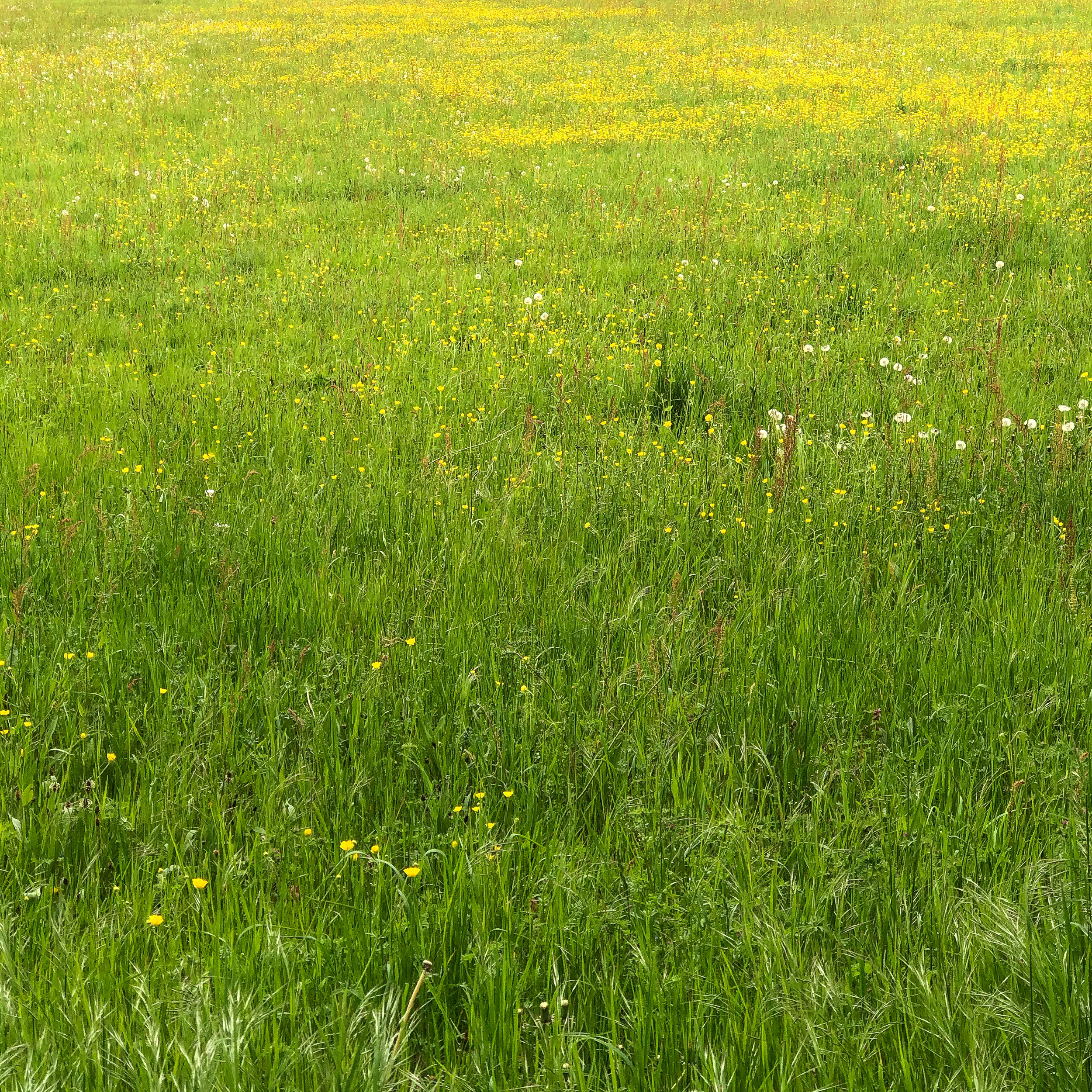 April Meadow