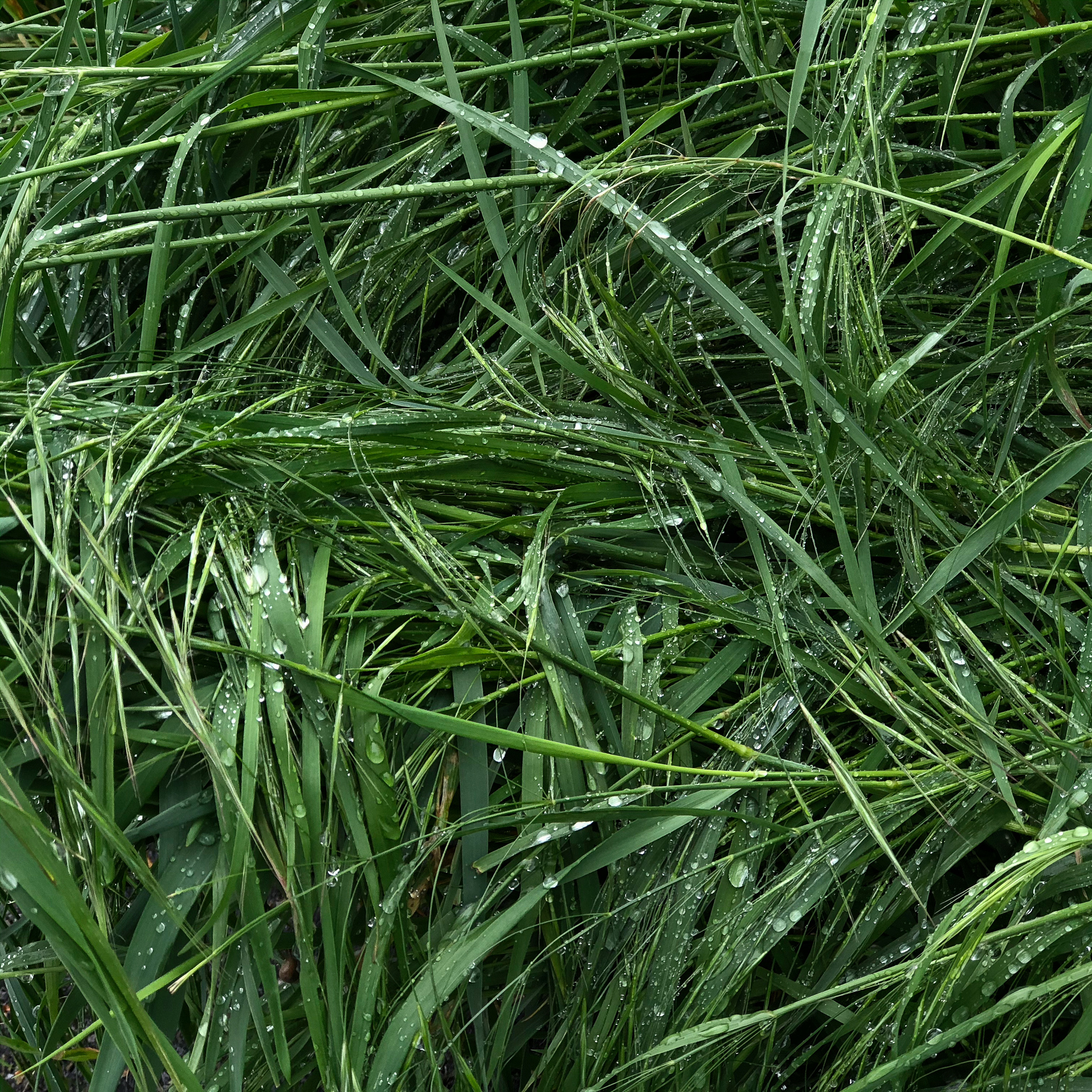 Studies of wet grass