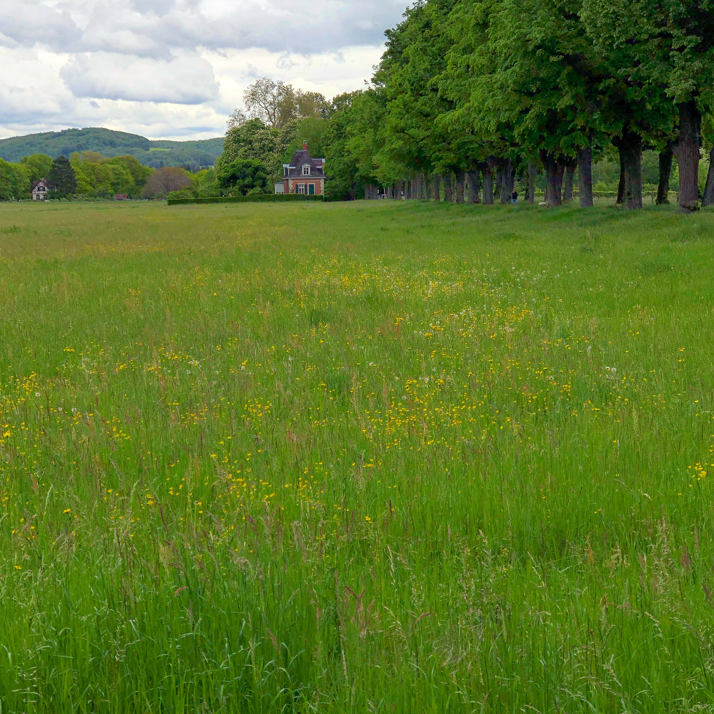 May meadow