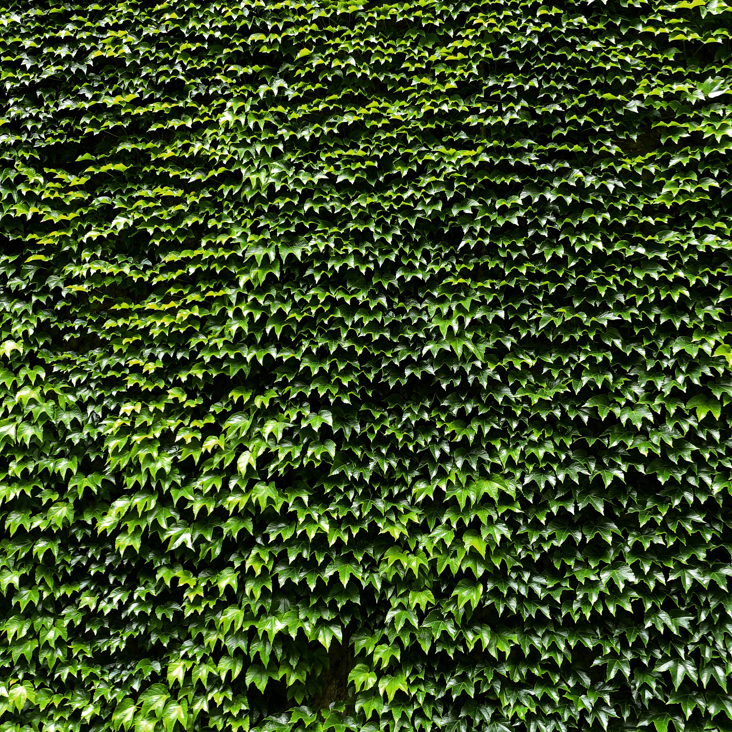 Green wall