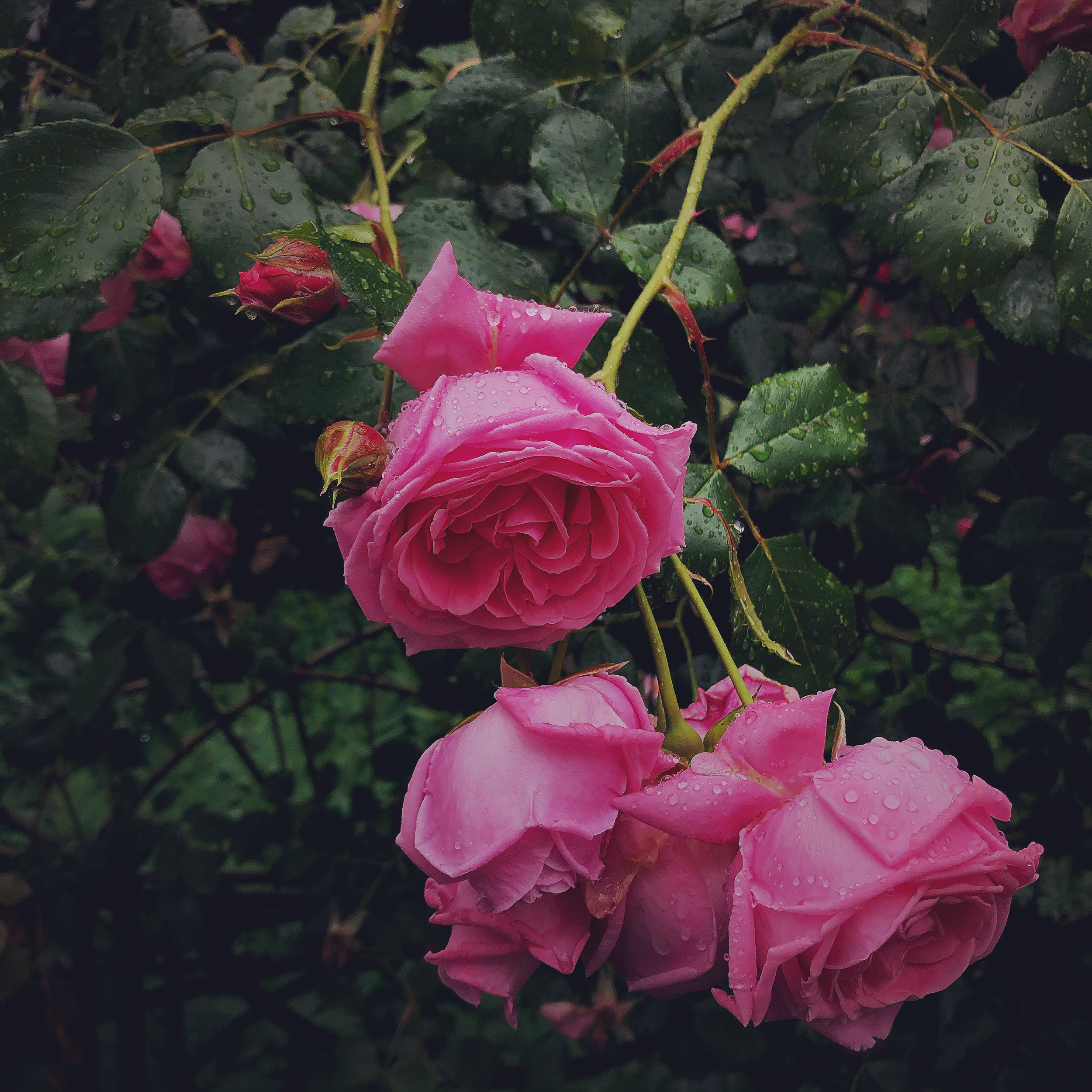 Wet roses