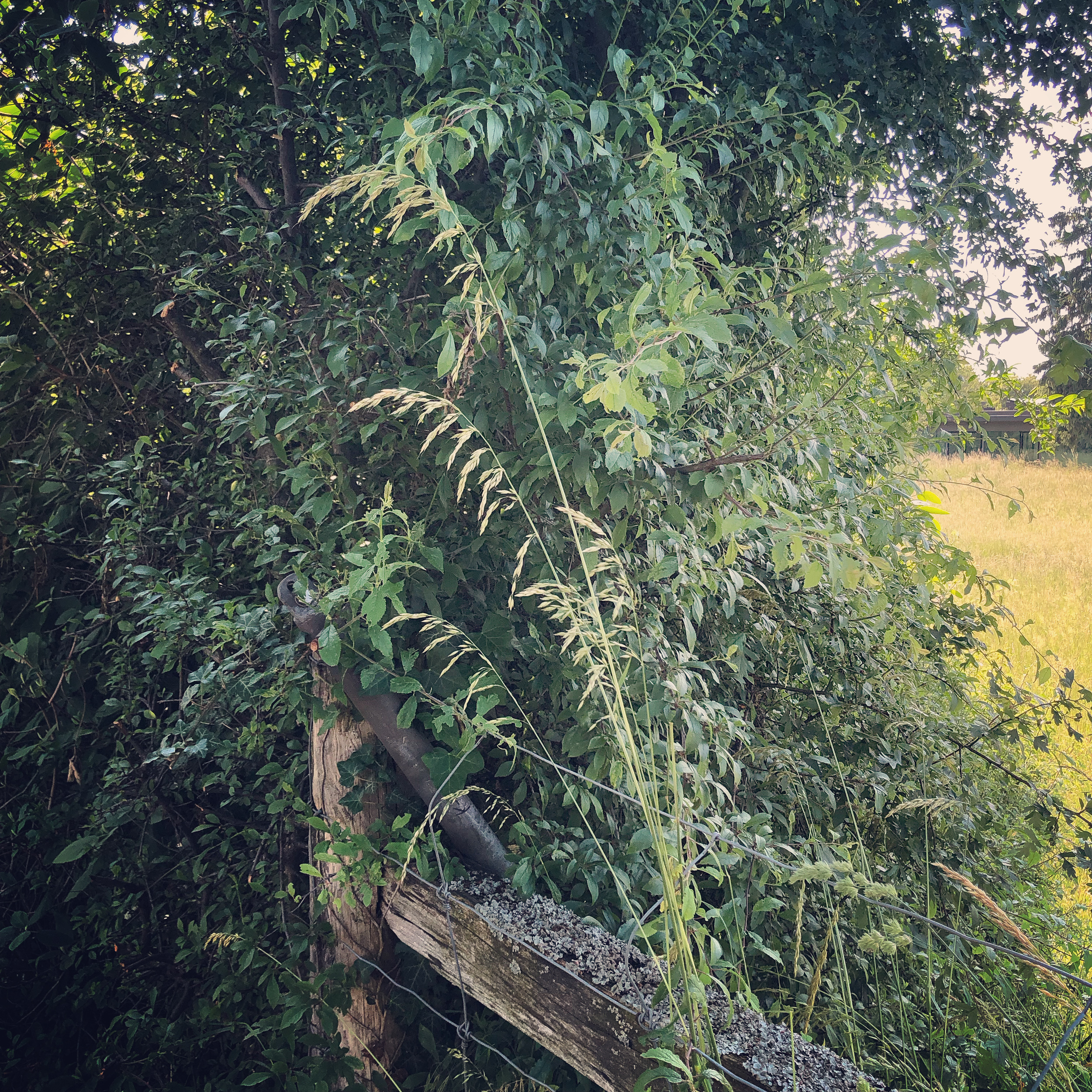The edge of the hedge