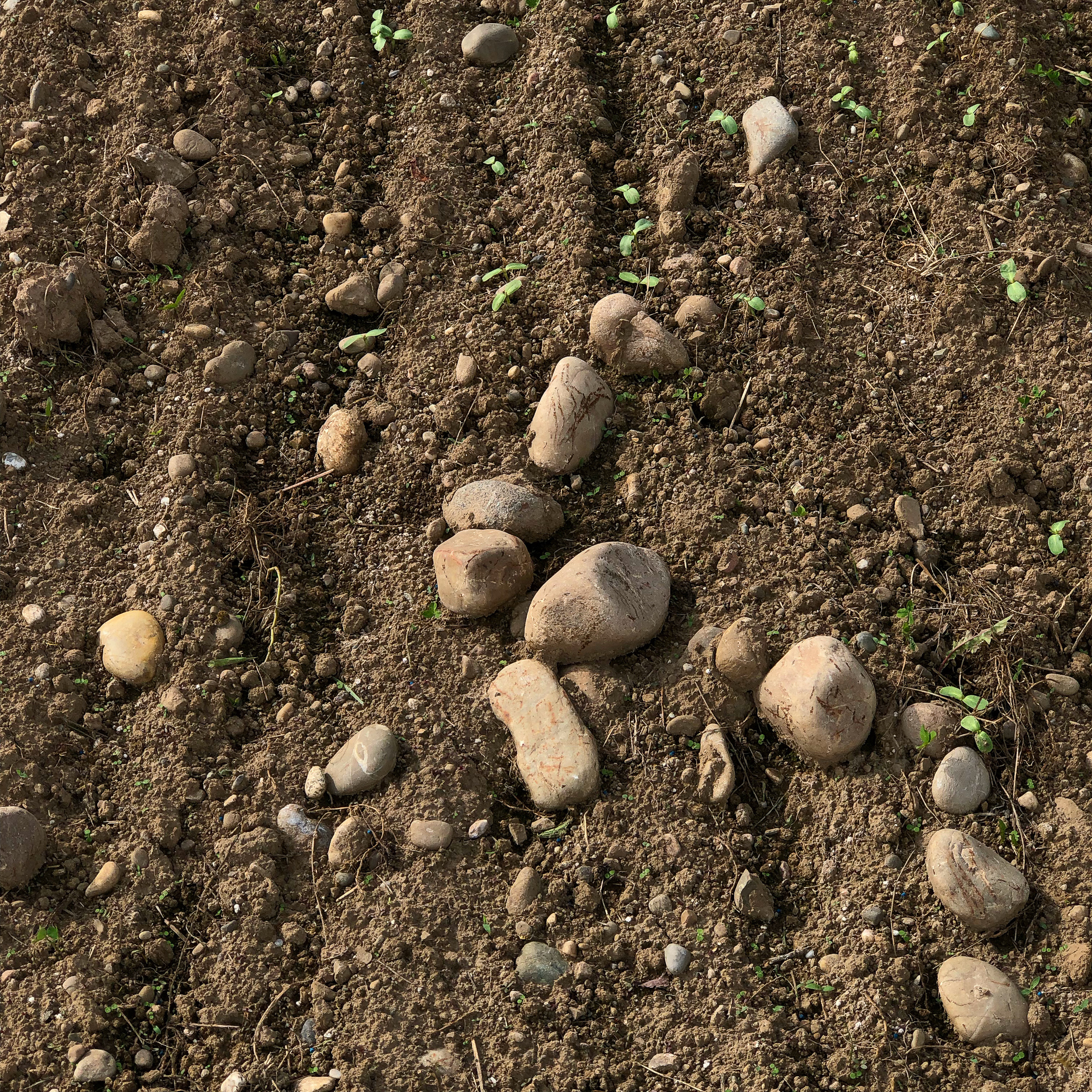 Seedlings and stones