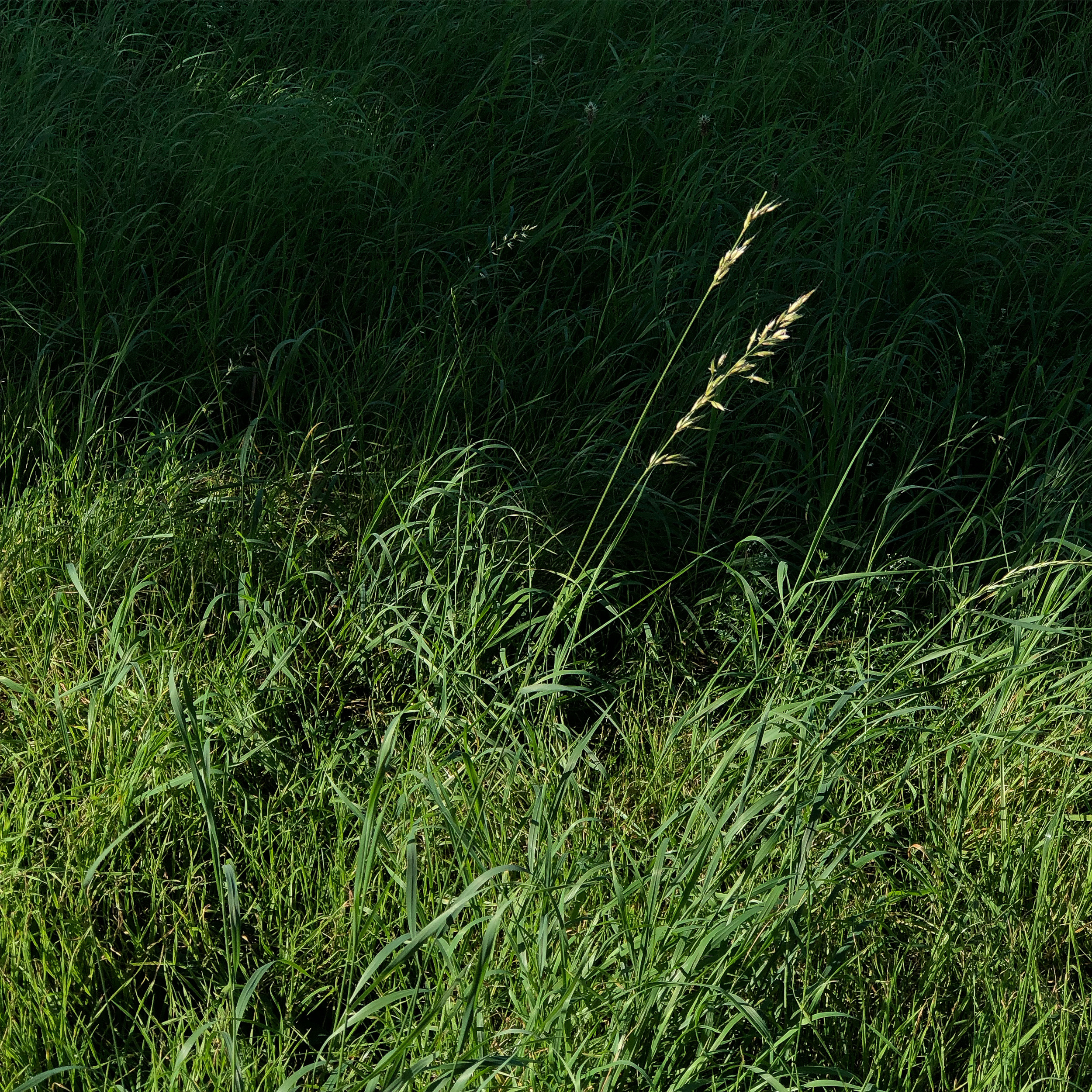 Summer grass