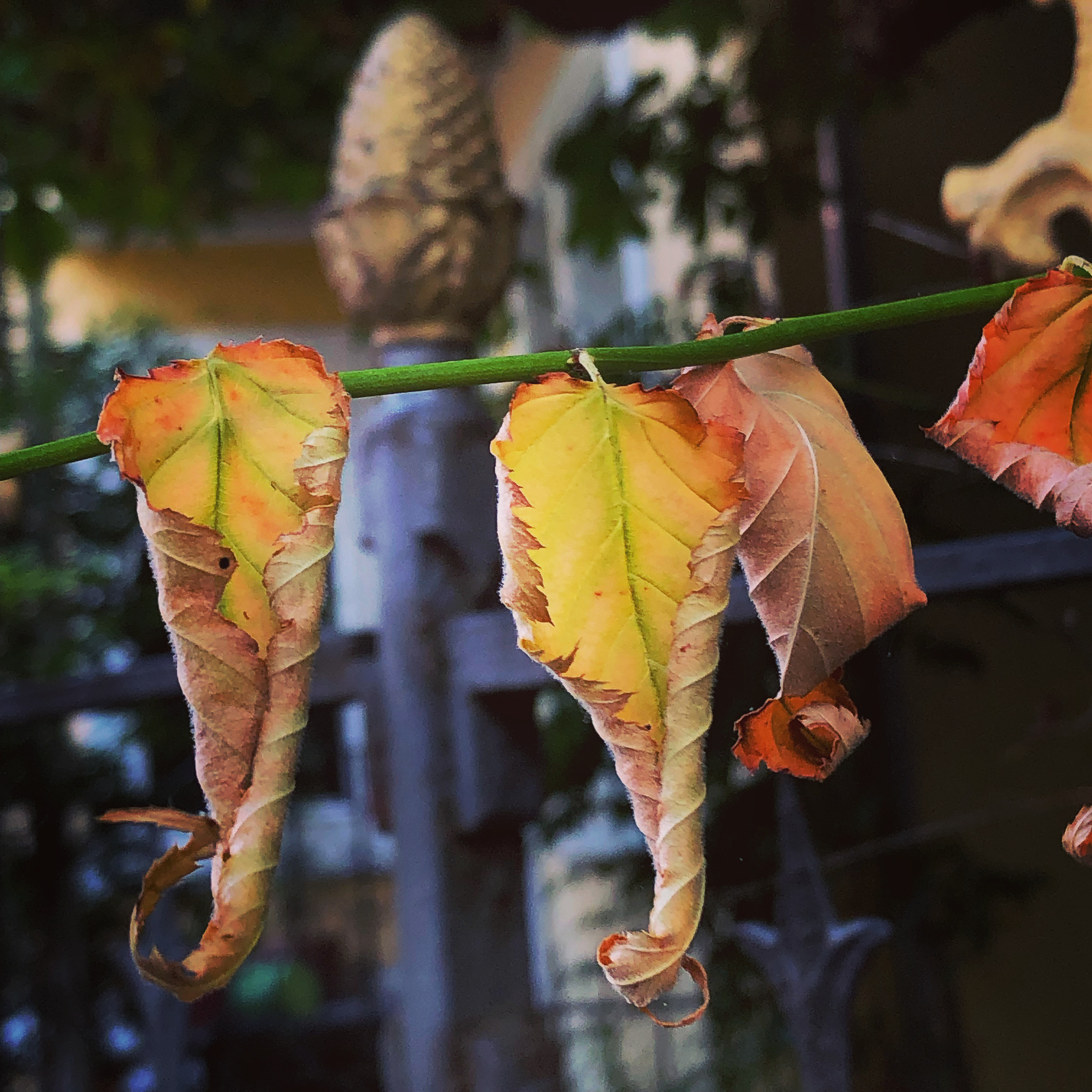 Dancing dry leaves