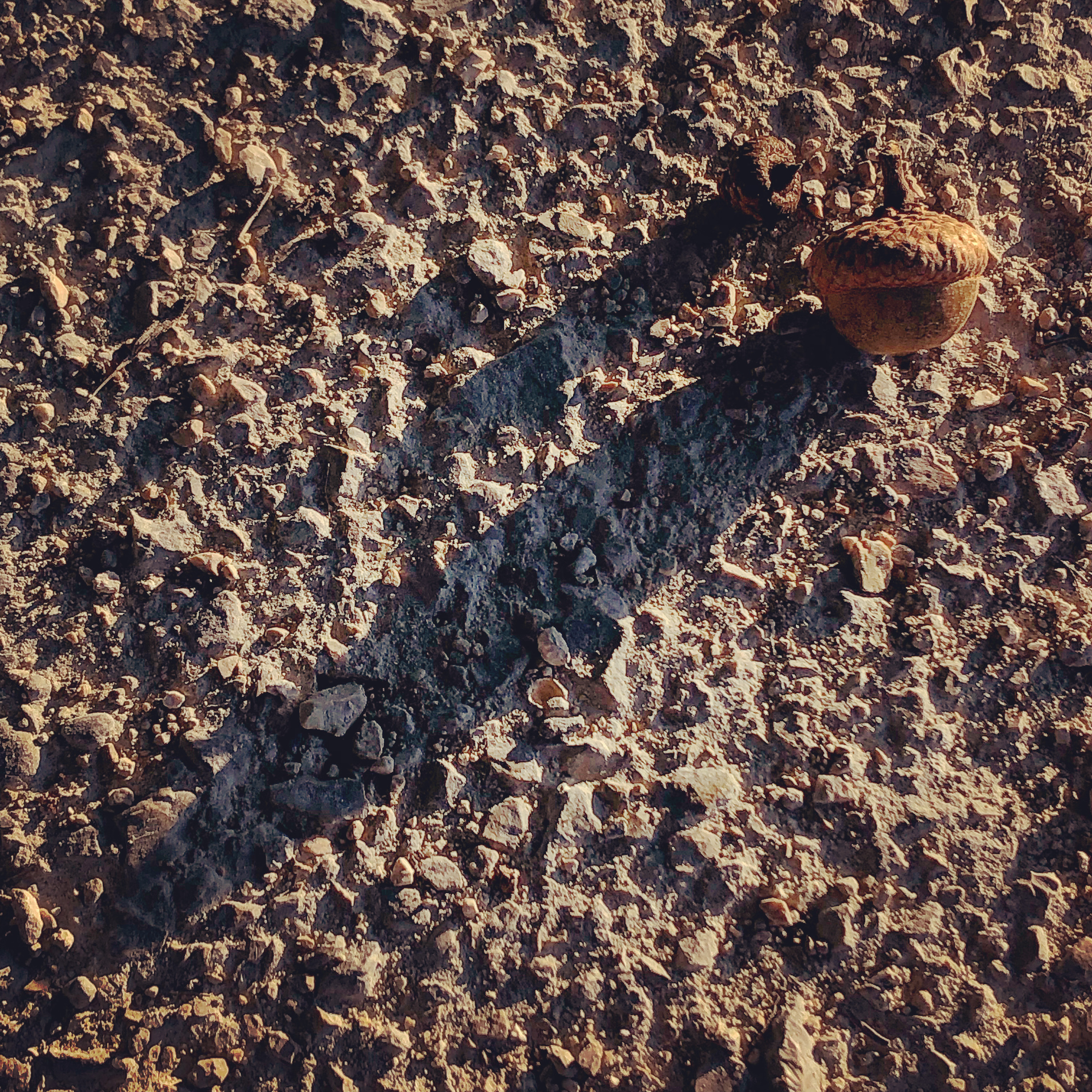 The long shadow of an acorn
