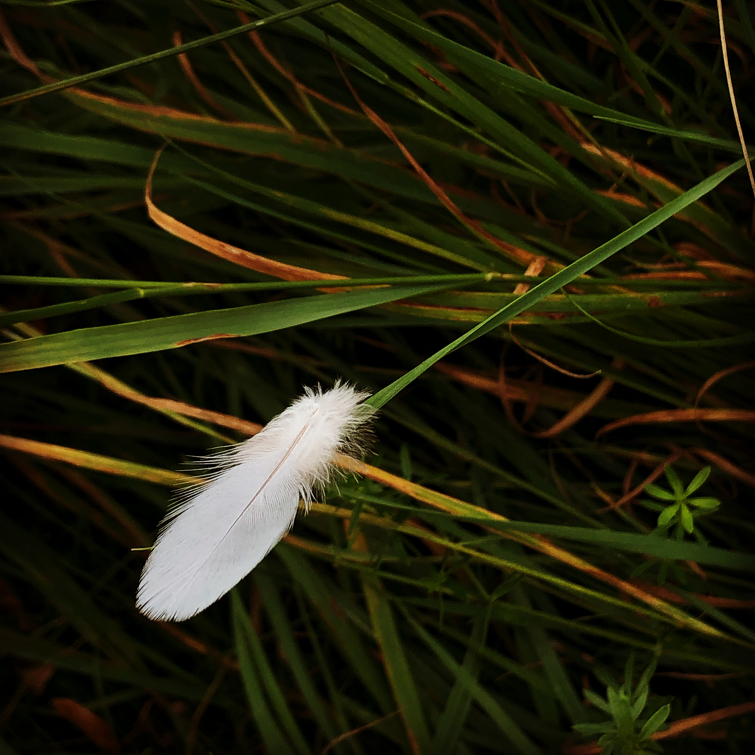 Feather on grass