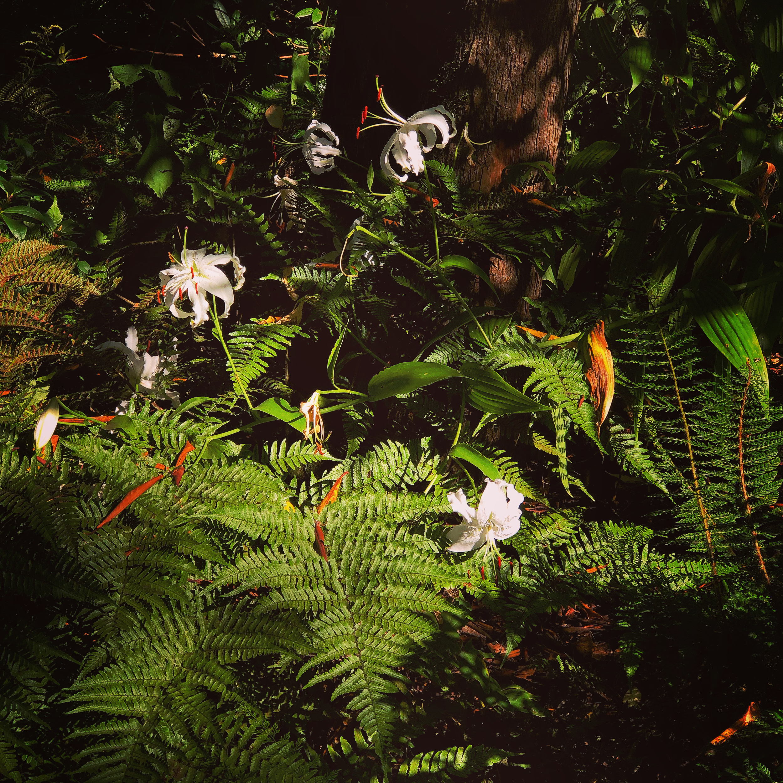 Ferns and lilies