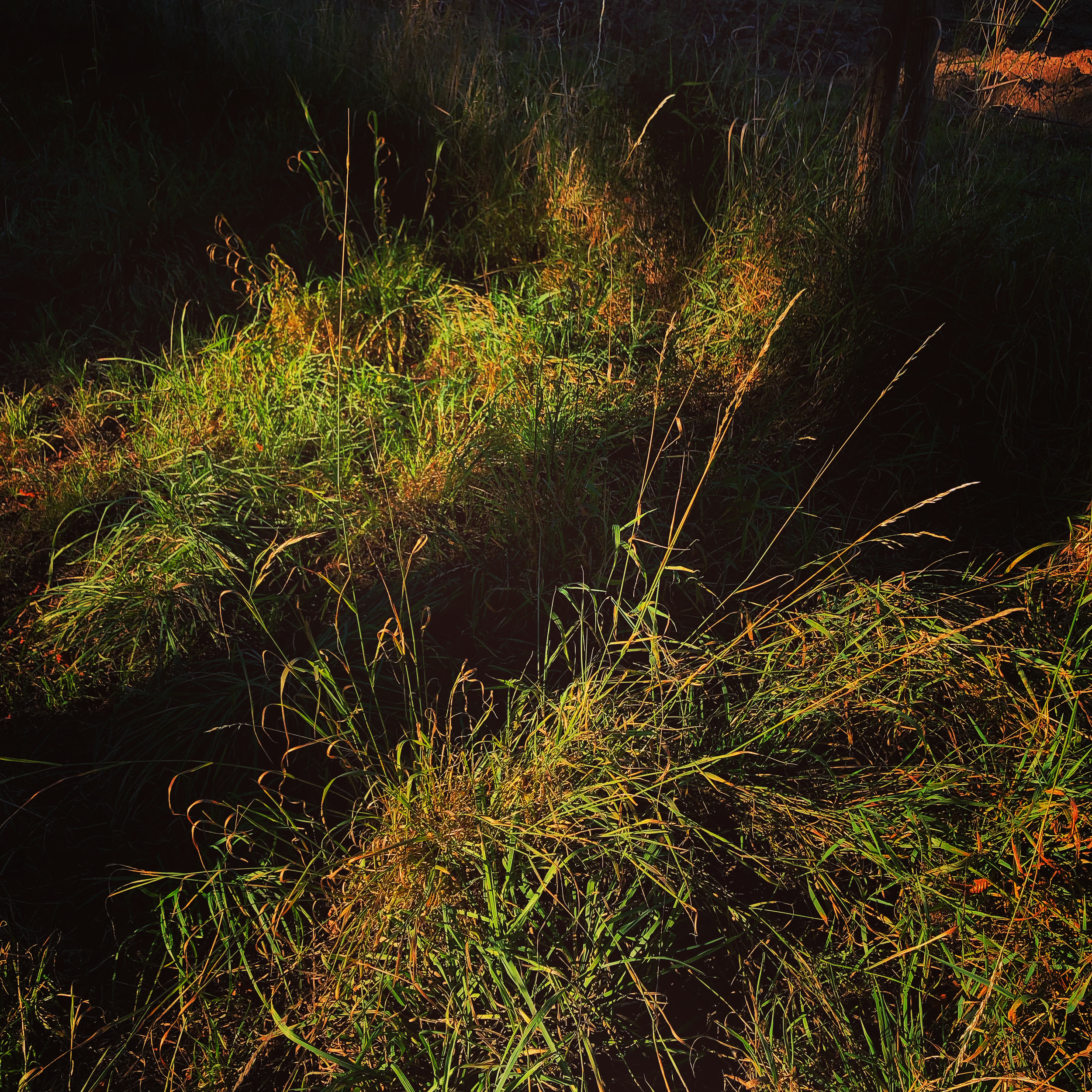 Layered grass