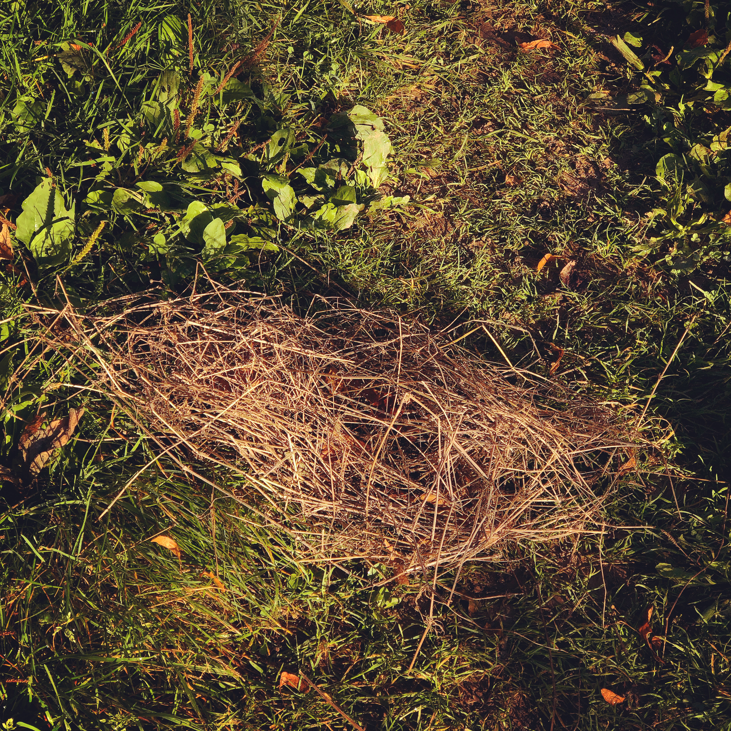 Hay nest