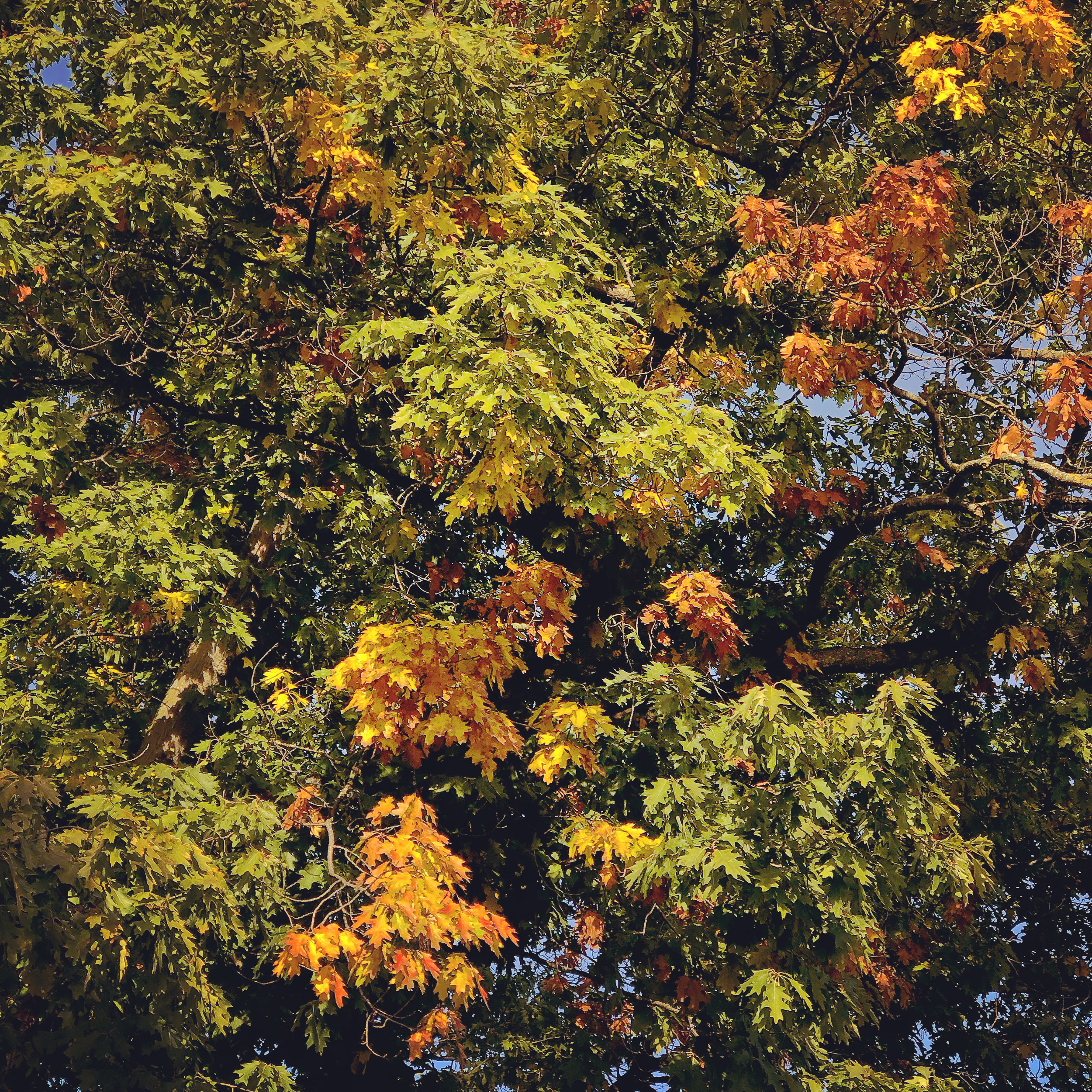 Multicolored leaves