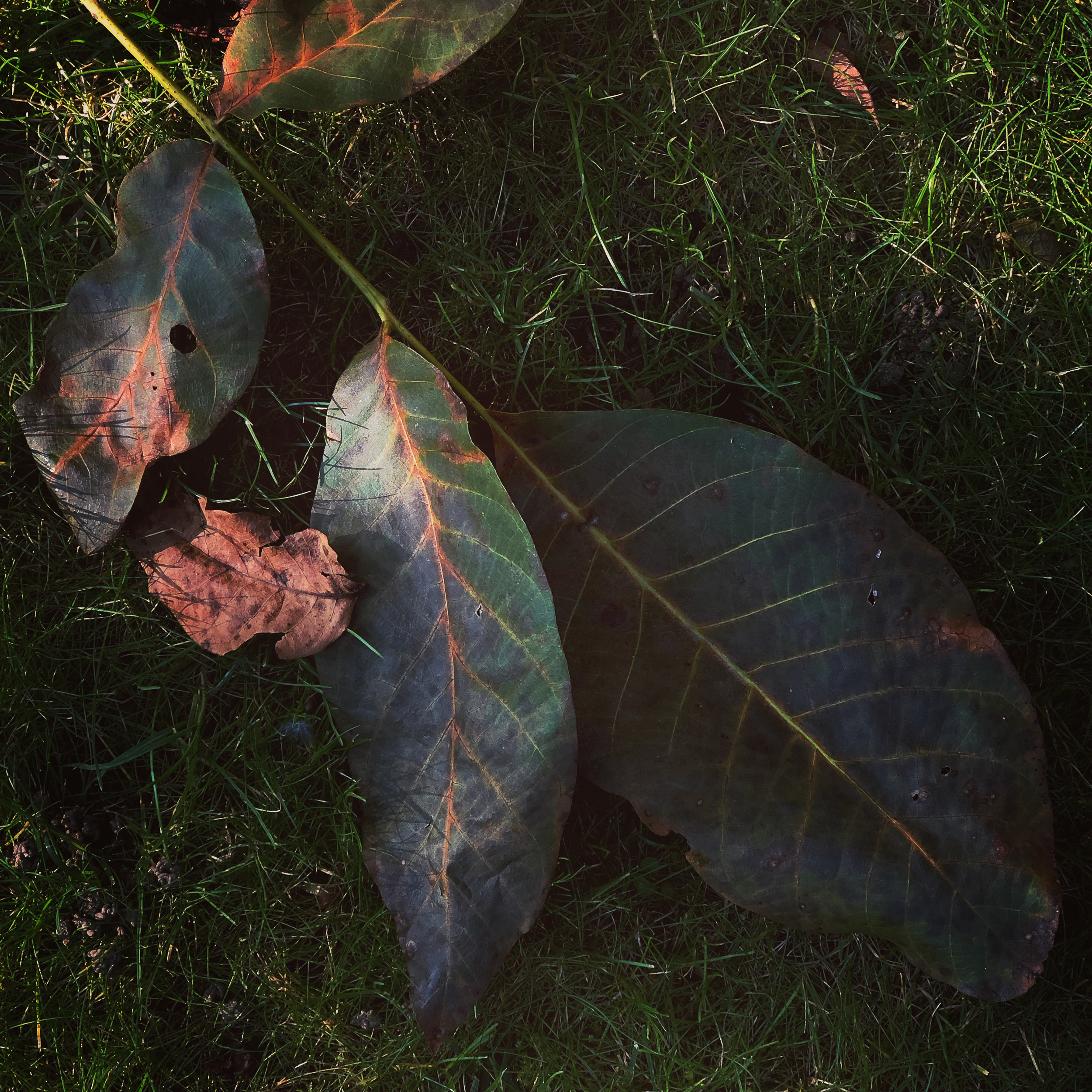 Walnut leaves
