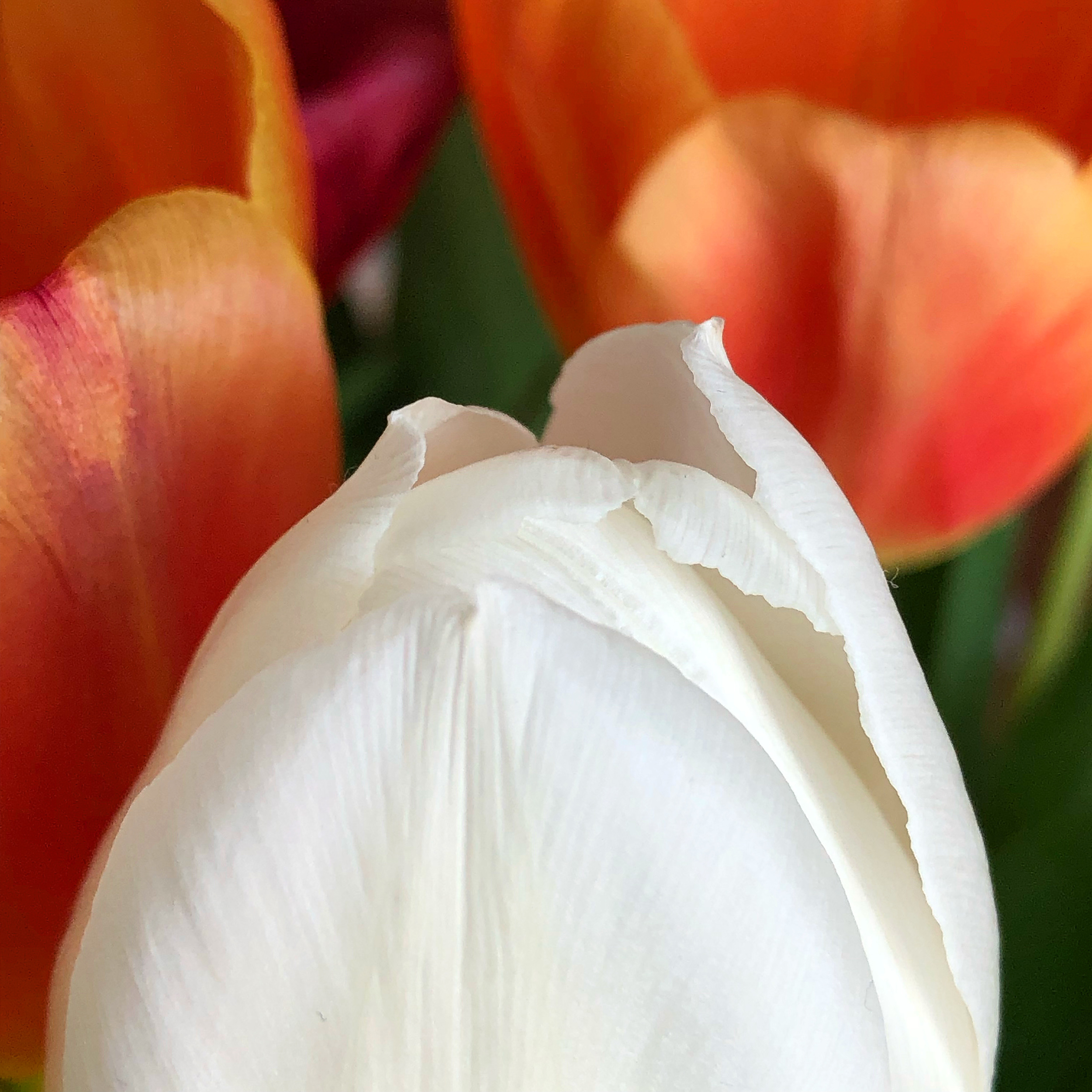 Tulip tips