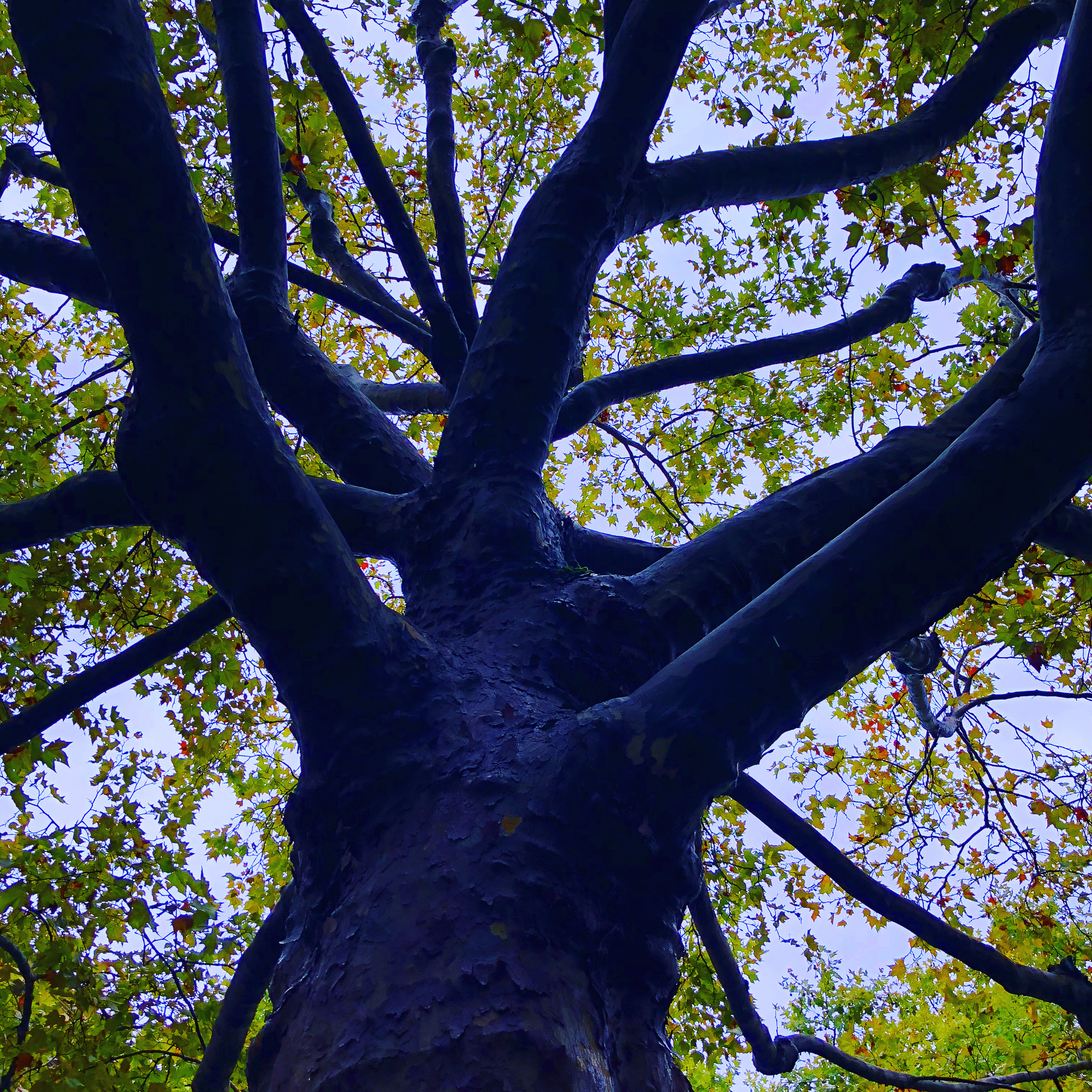 Bluish tree