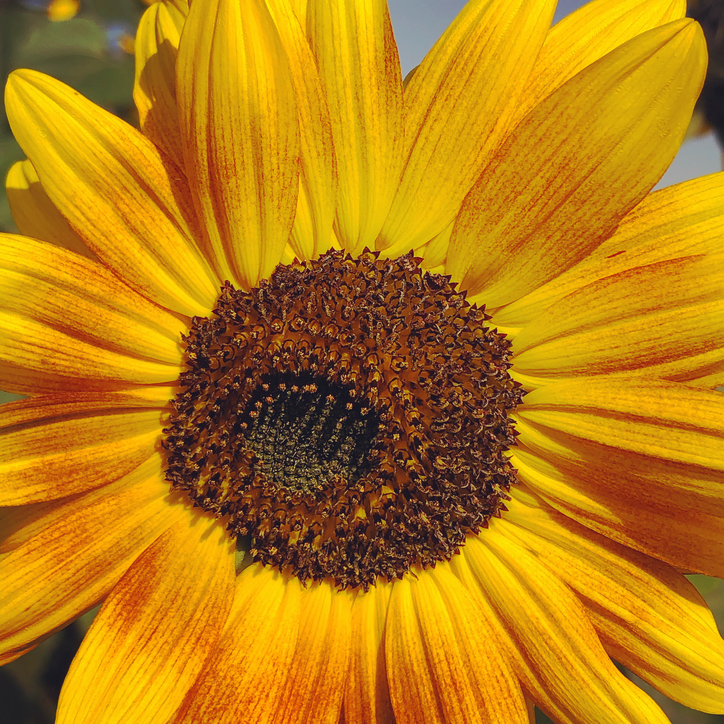 Blushing sunflower